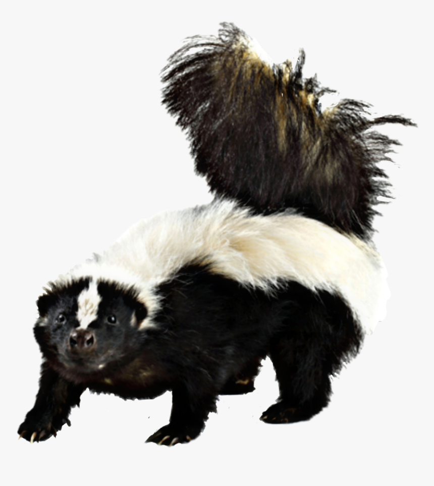 Skunk Wallpapers