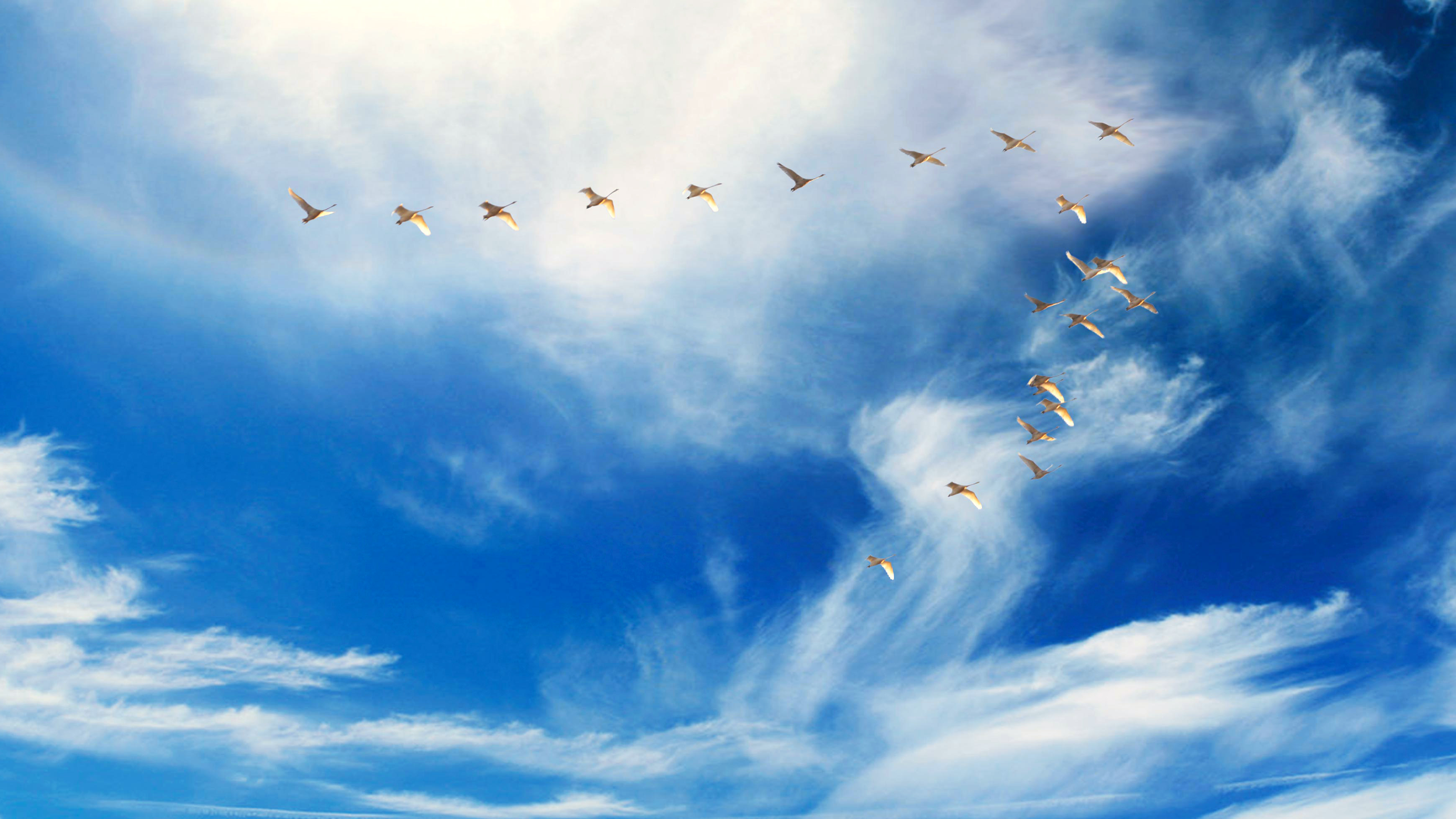 Sky With Birds Wallpapers