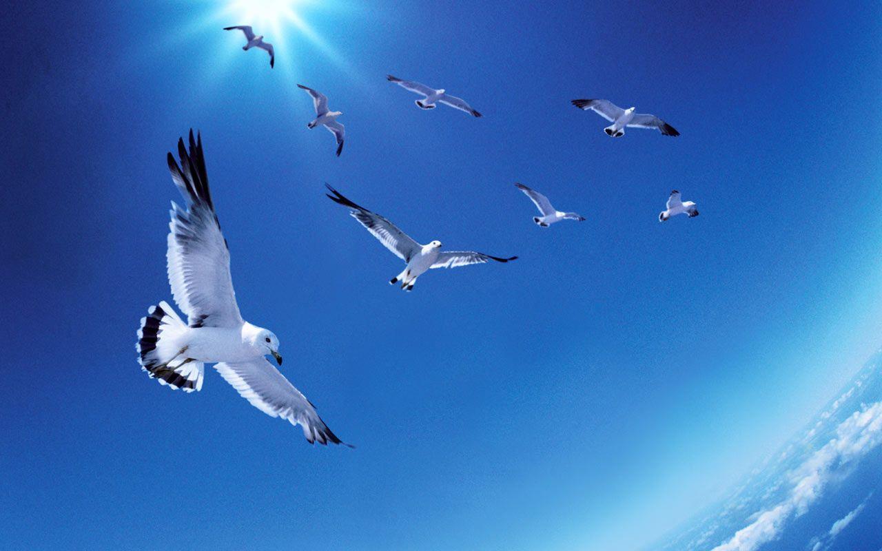 Sky With Birds Wallpapers