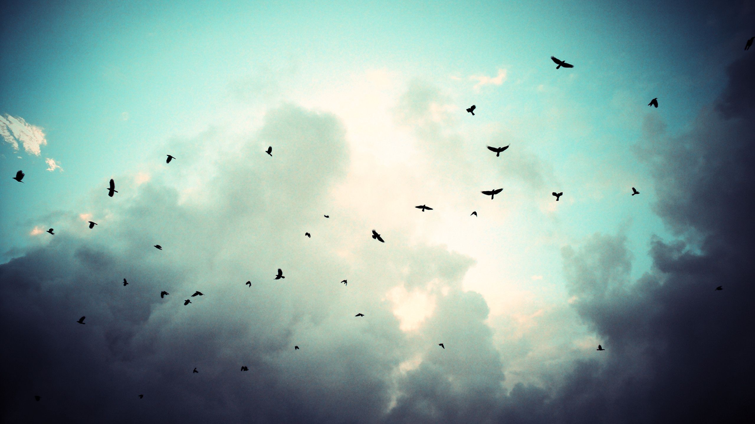 Sky With Birds Wallpapers