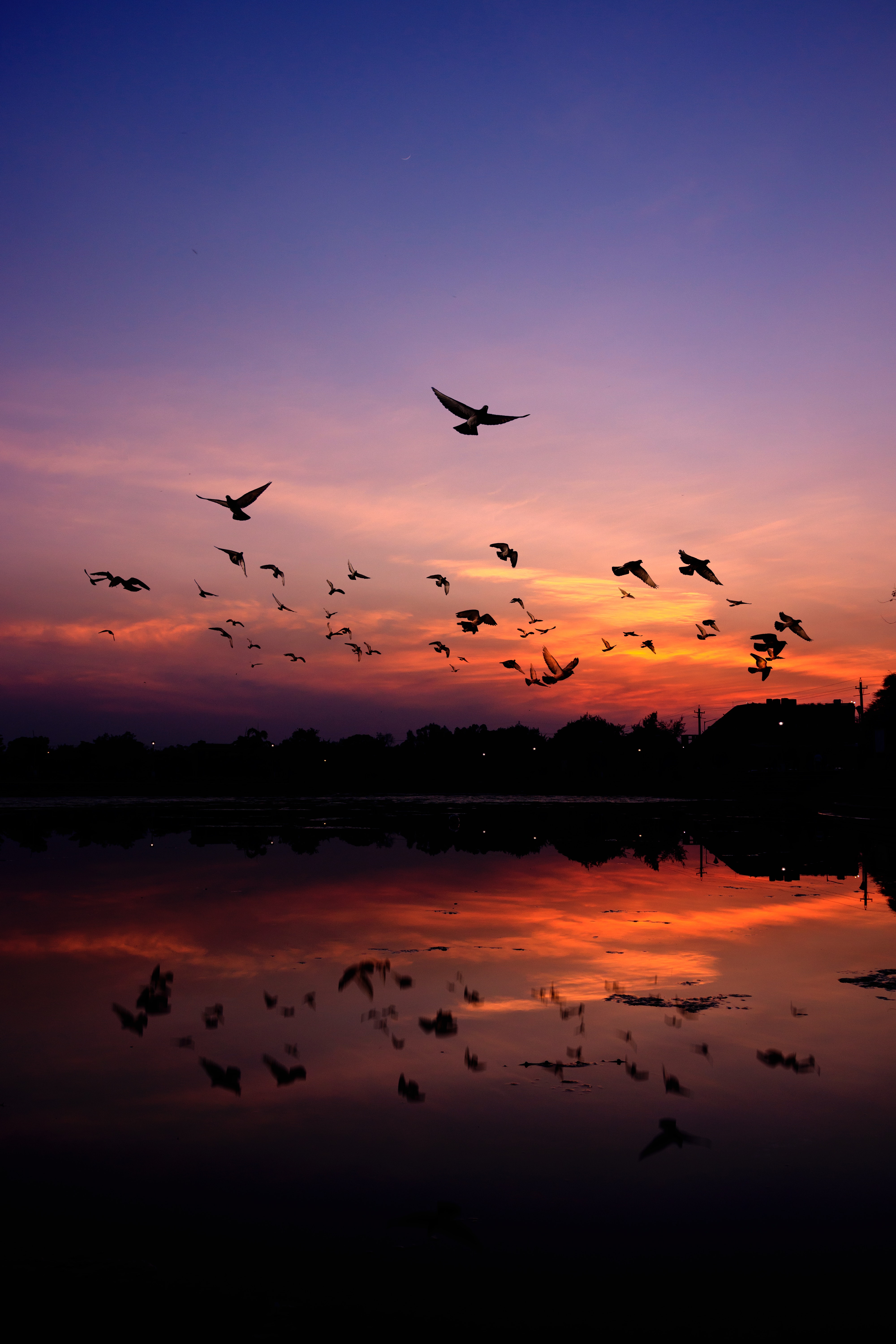 Sky With Birds Wallpapers