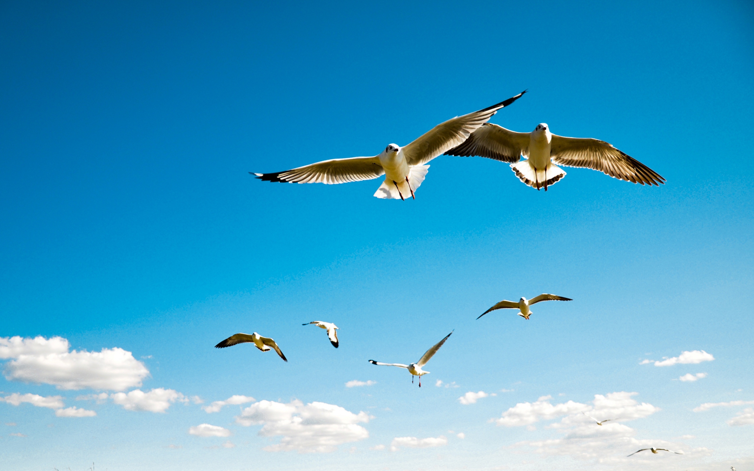 Sky With Birds Wallpapers