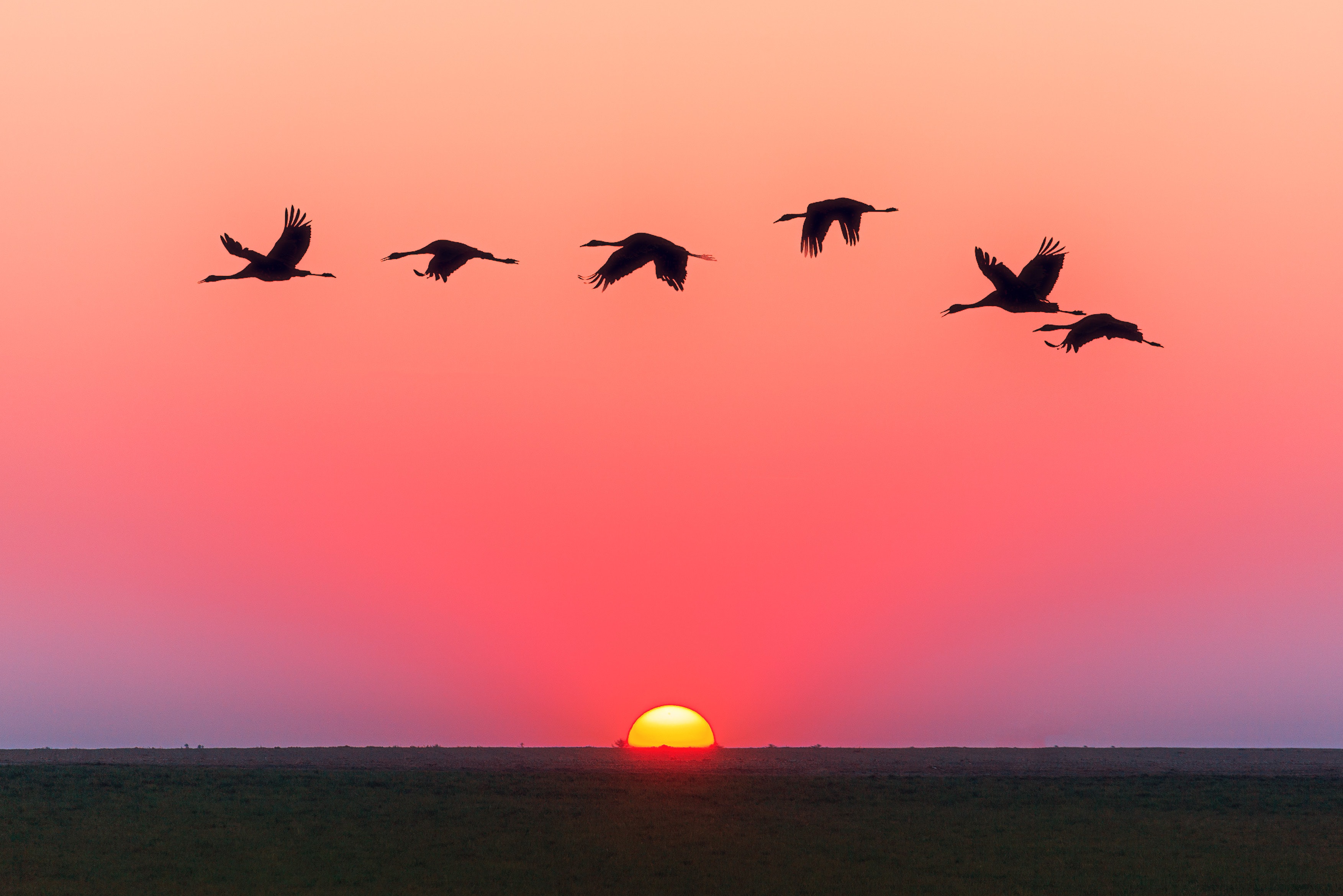 Sky With Birds Wallpapers