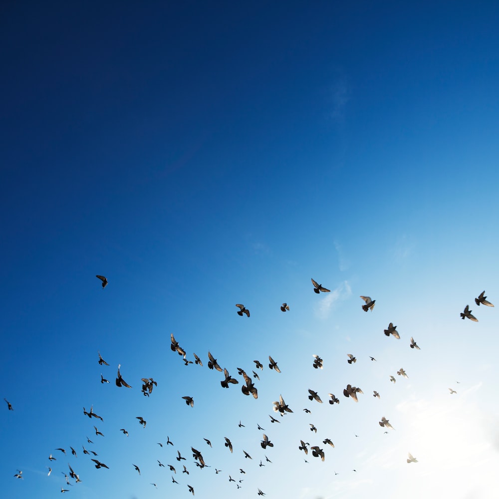 Sky With Birds Wallpapers