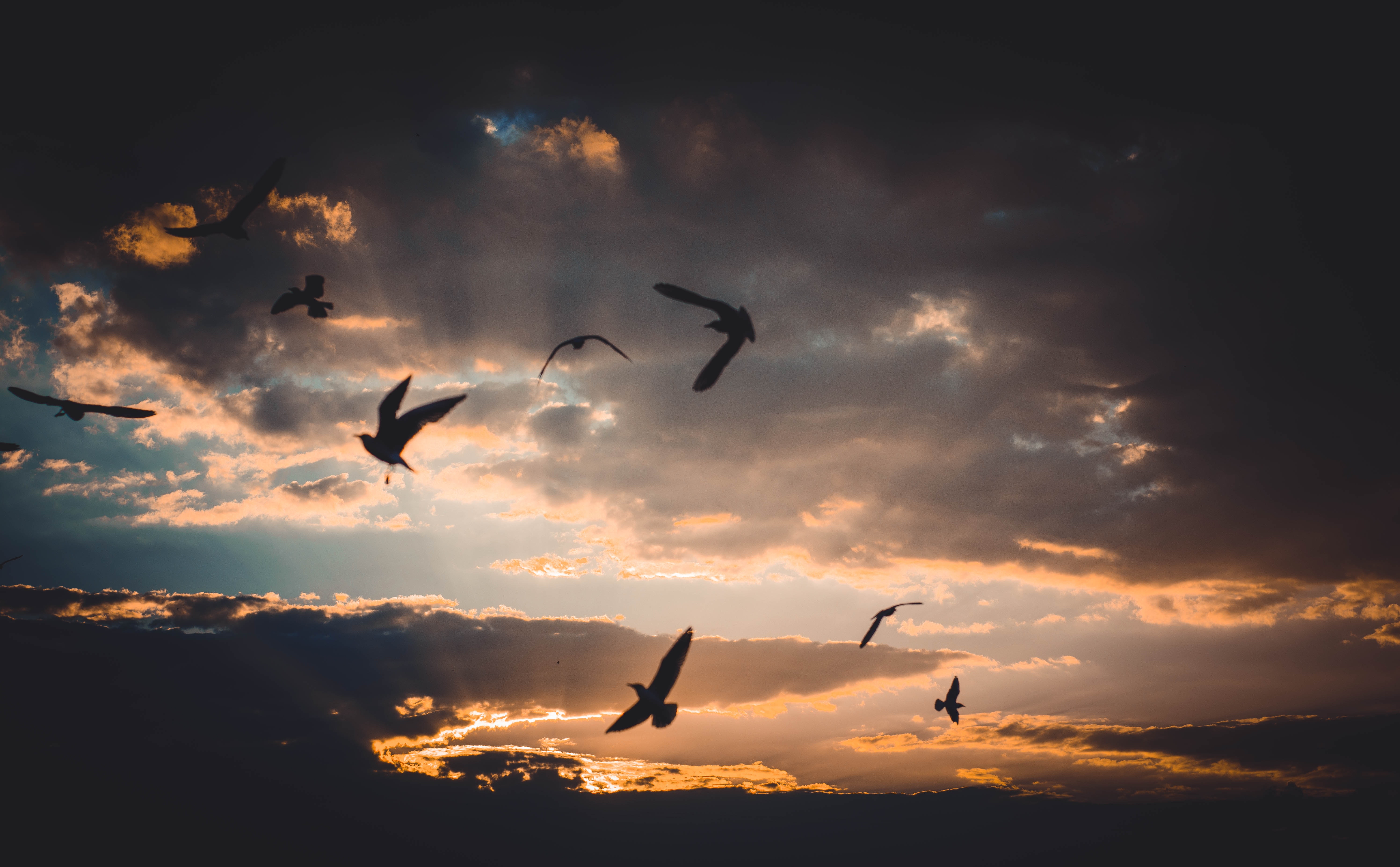 Sky With Birds Wallpapers