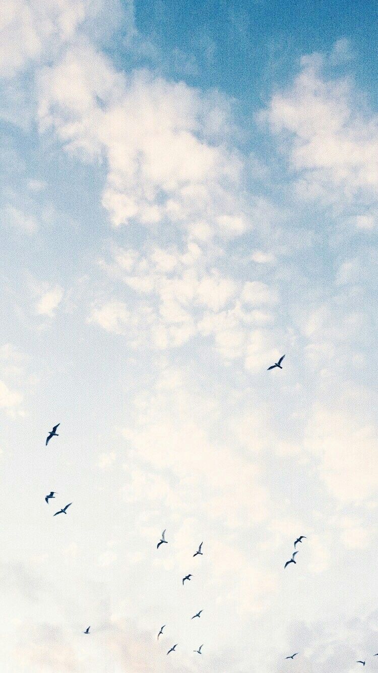 Sky With Birds Wallpapers