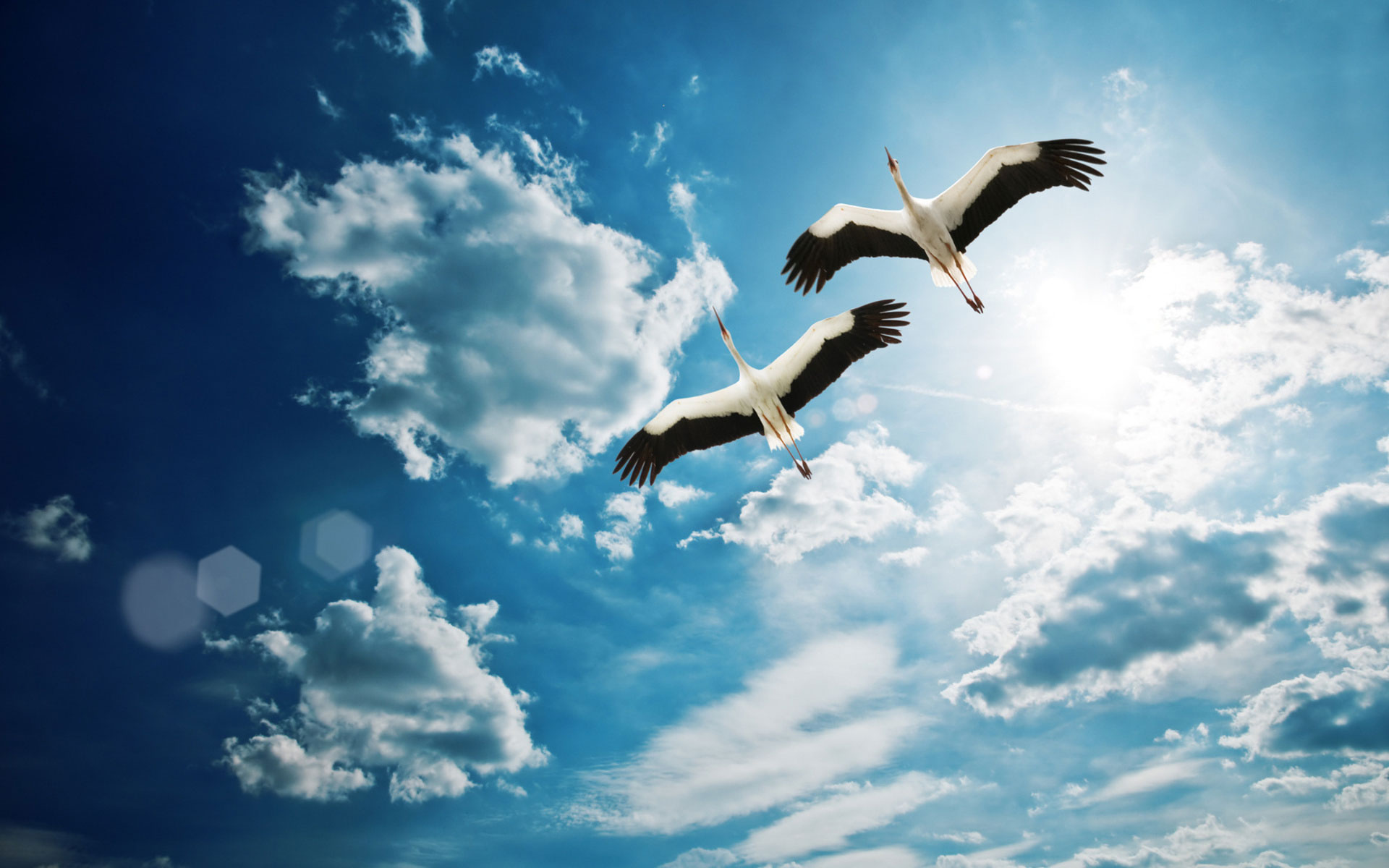 Sky With Birds Wallpapers