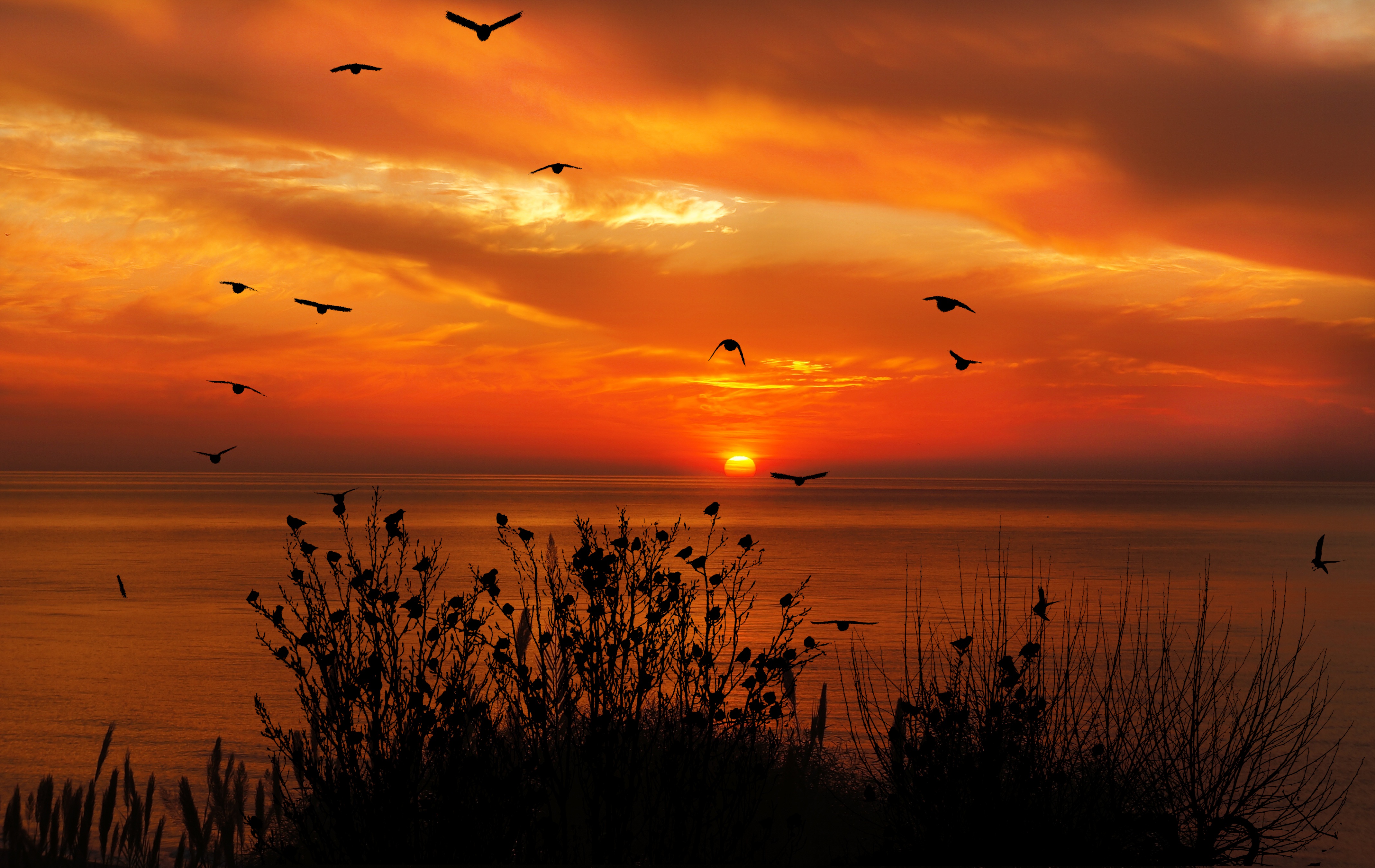 Sky With Birds Wallpapers