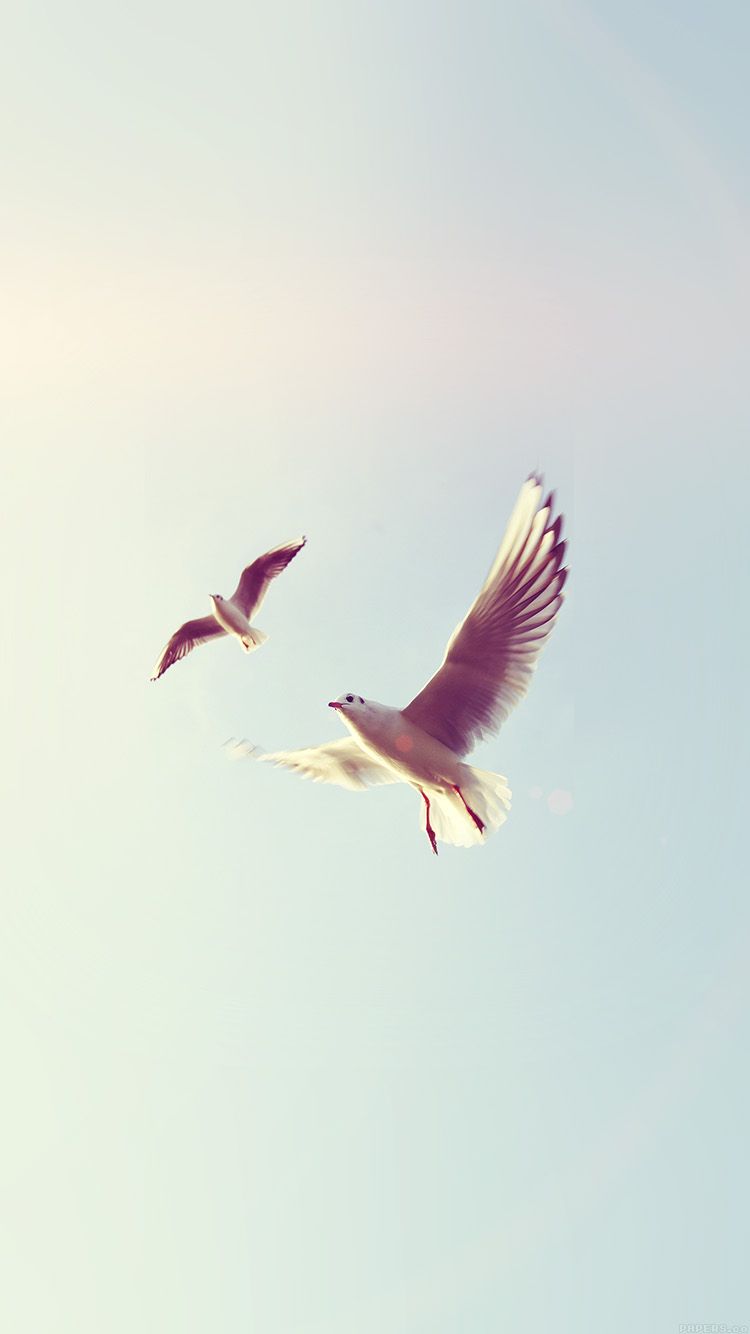 Sky With Birds Wallpapers