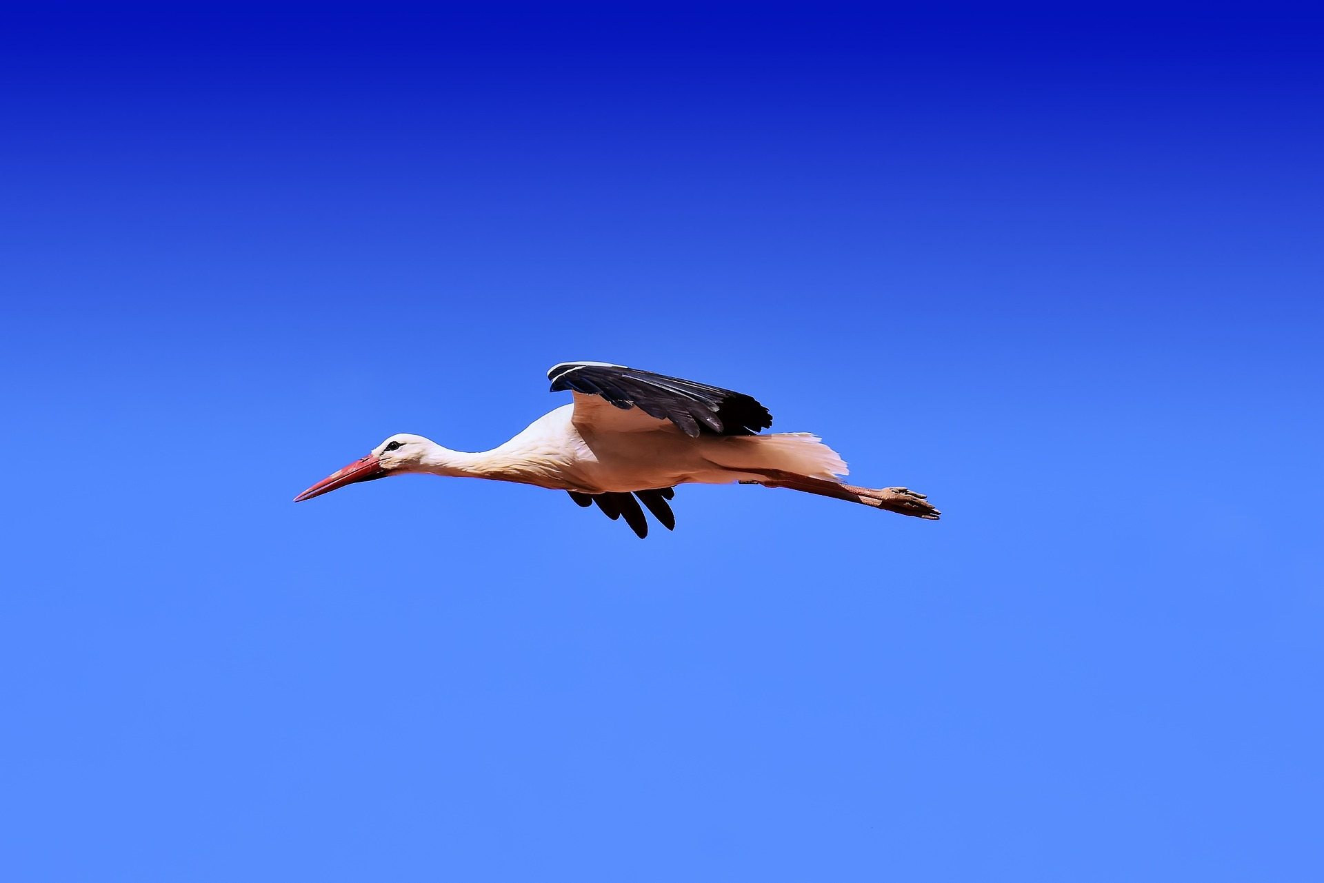 Sky With Birds Wallpapers