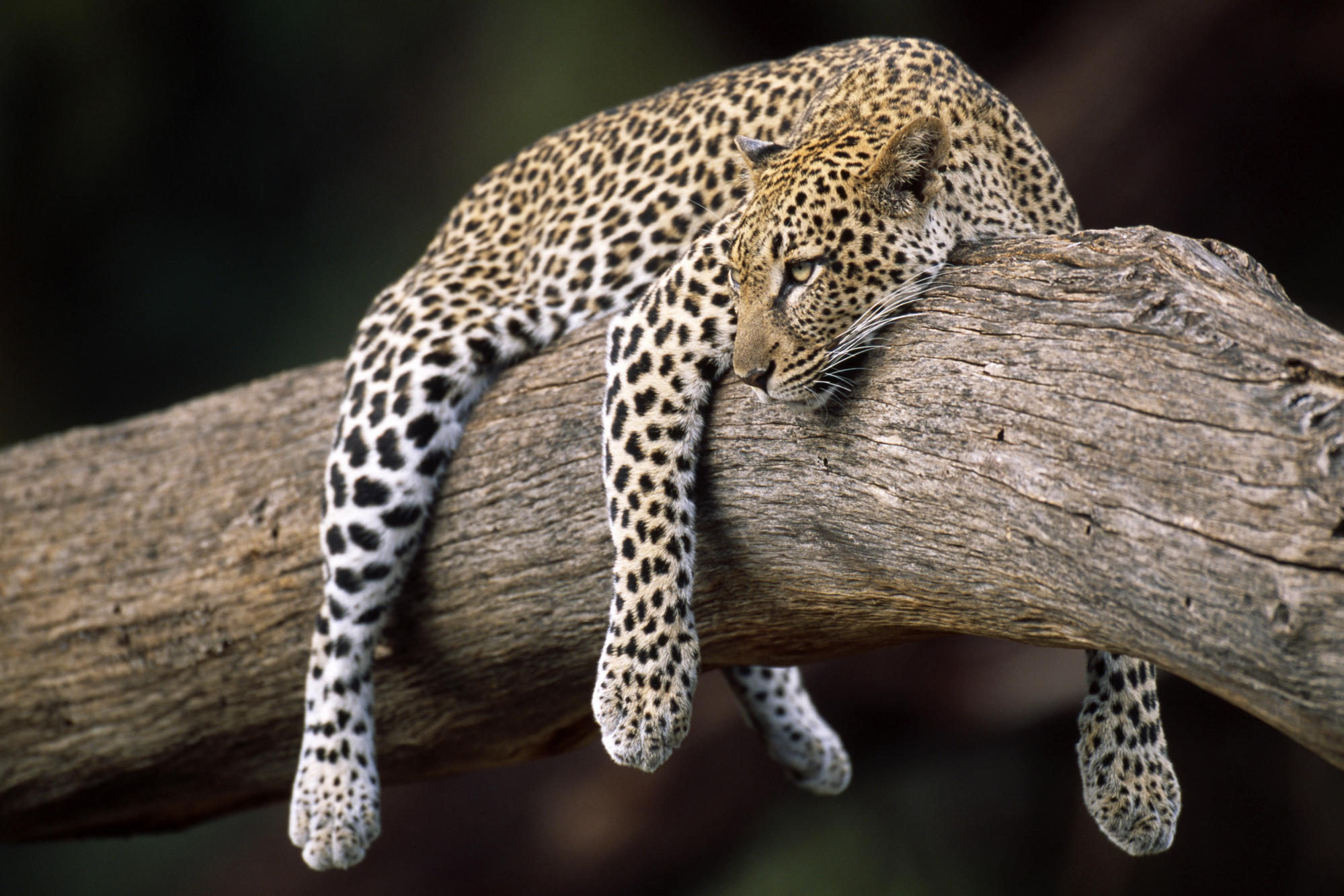 Sleeping Animals Images Wallpapers