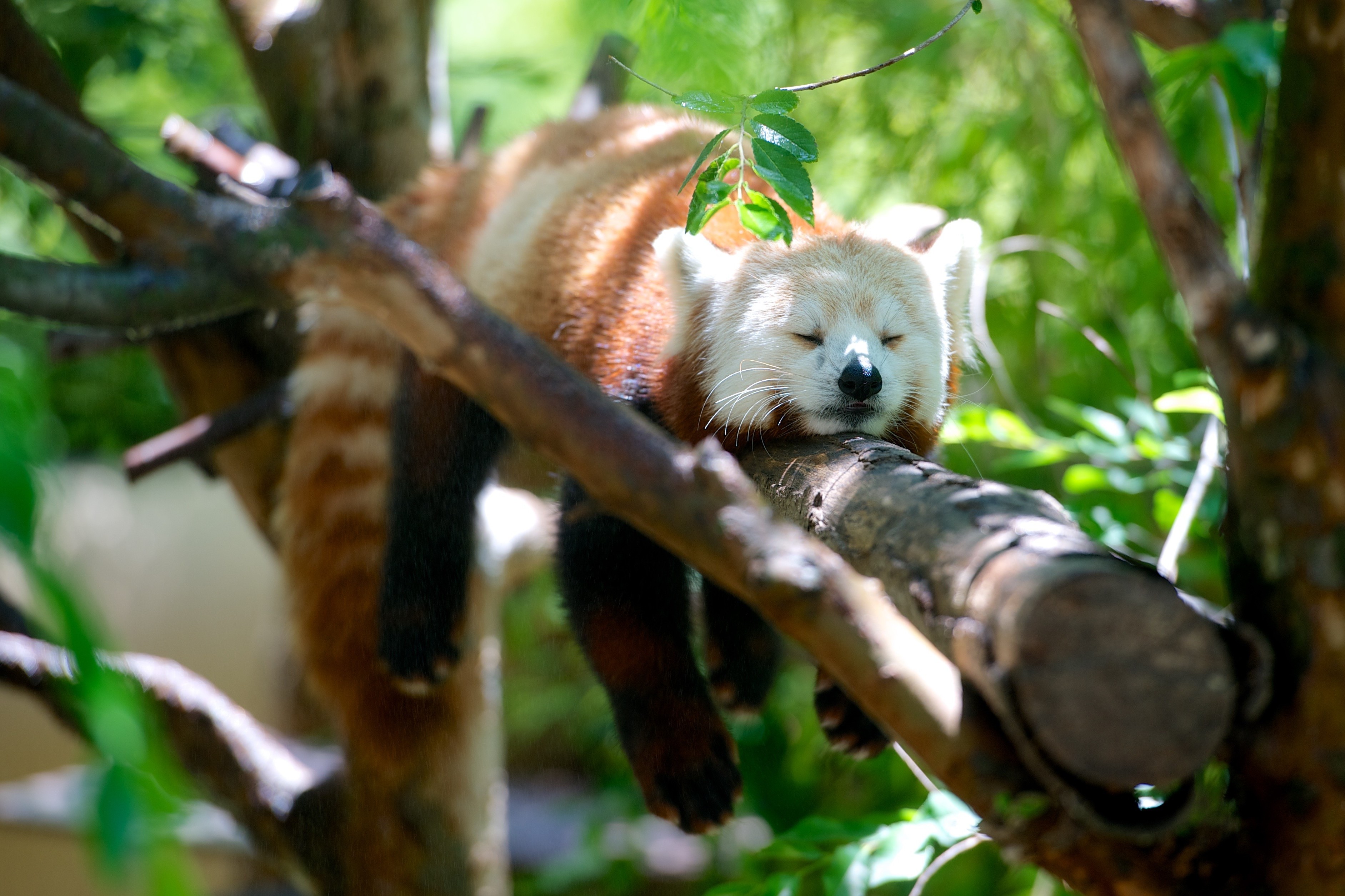 Sleeping Animals Images Wallpapers