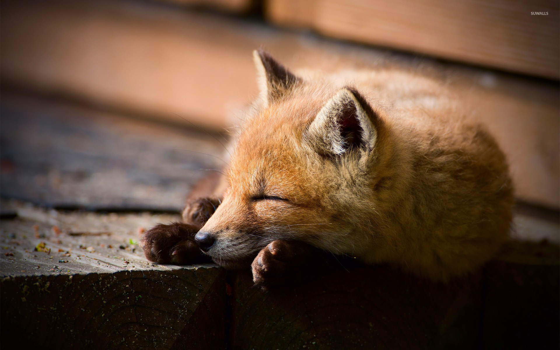 Sleeping Animals Images Wallpapers