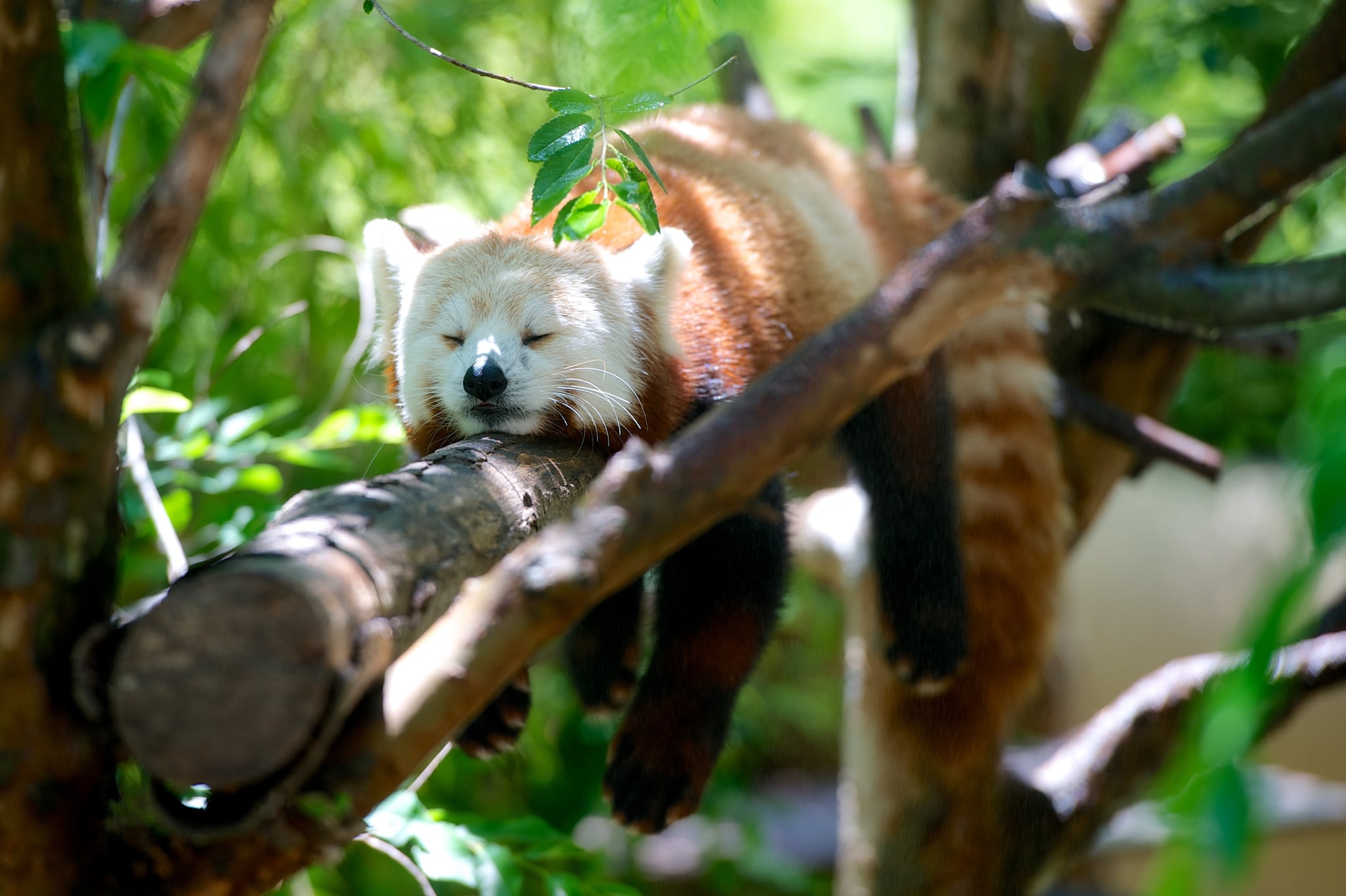 Sleeping Animals Images Wallpapers