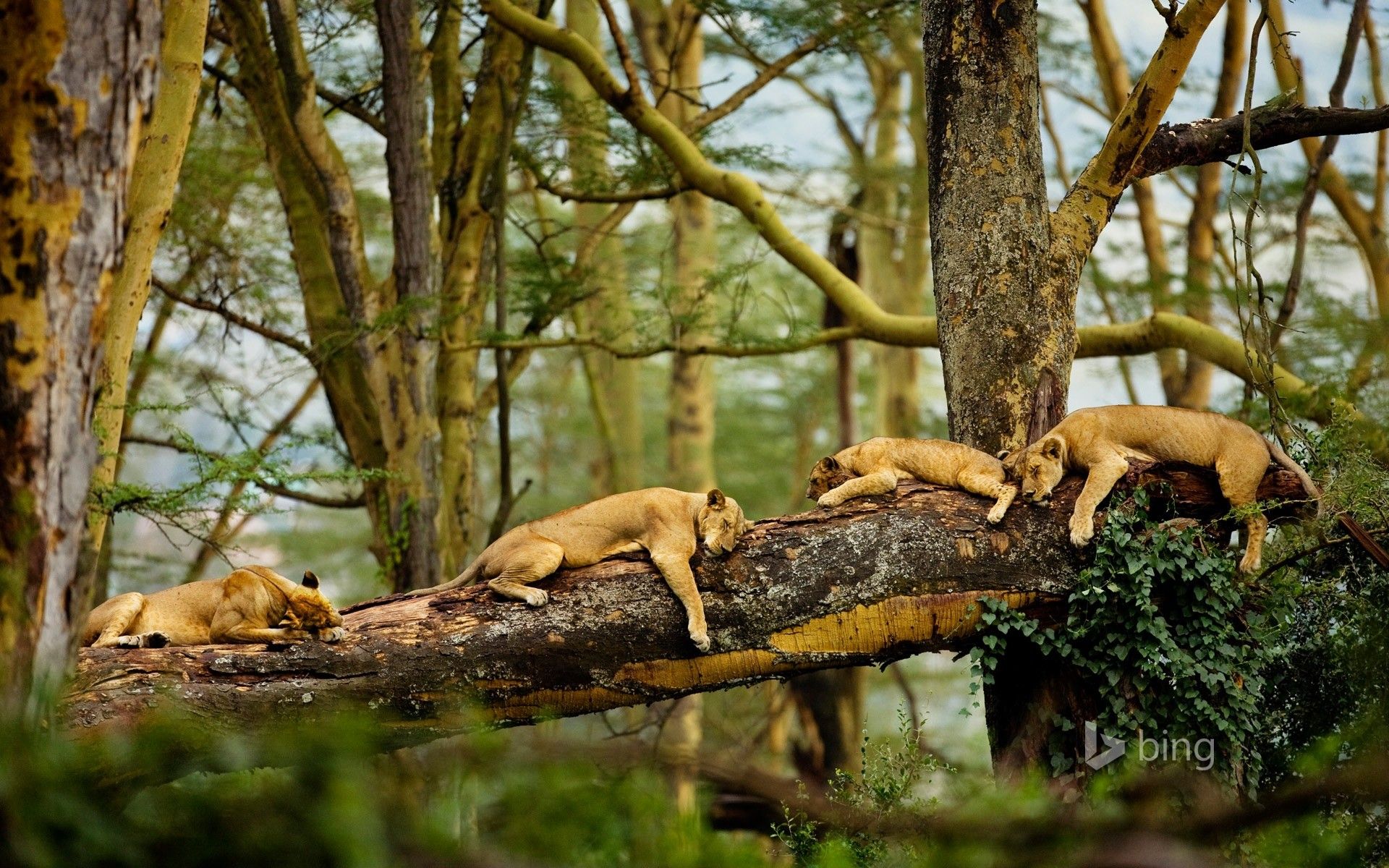 Sleeping Animals Images Wallpapers