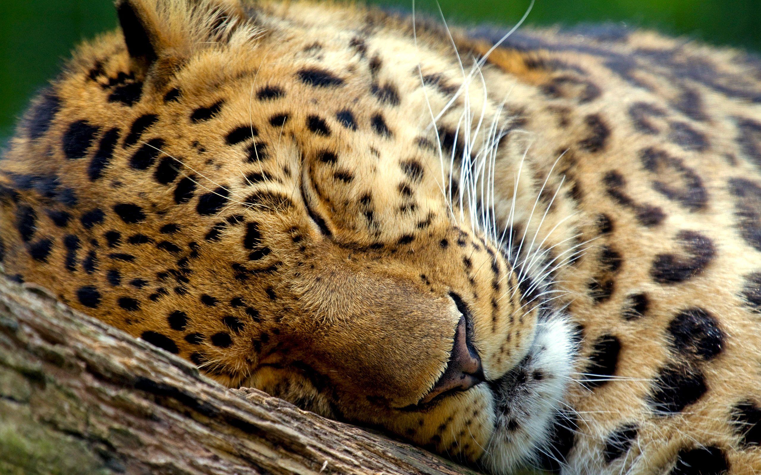 Sleeping Animals Images Wallpapers