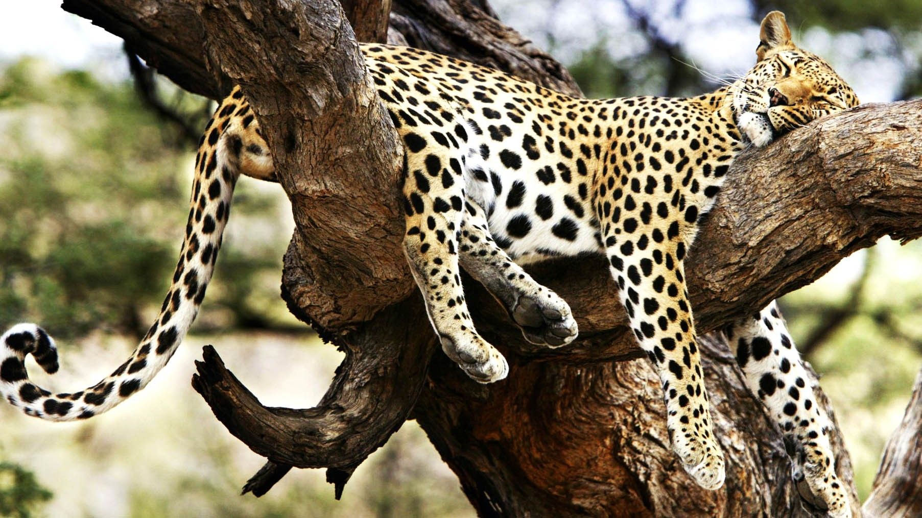 Sleeping Animals Images Wallpapers