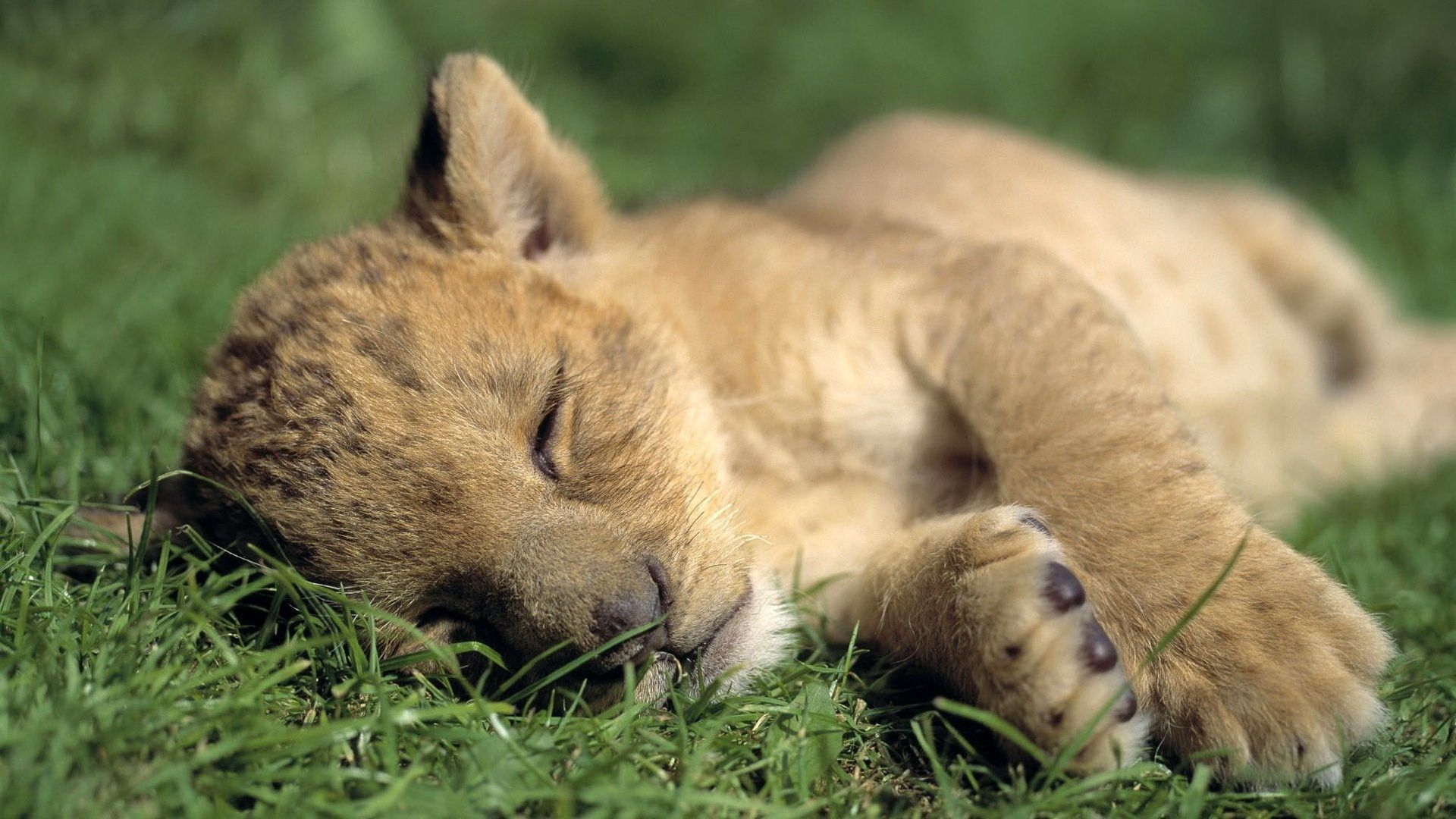 Sleeping Animals Images Wallpapers