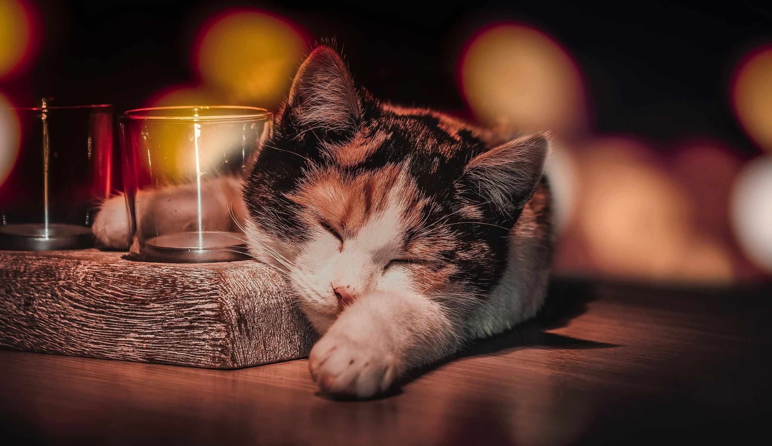 Sleeping Cat Wallpapers