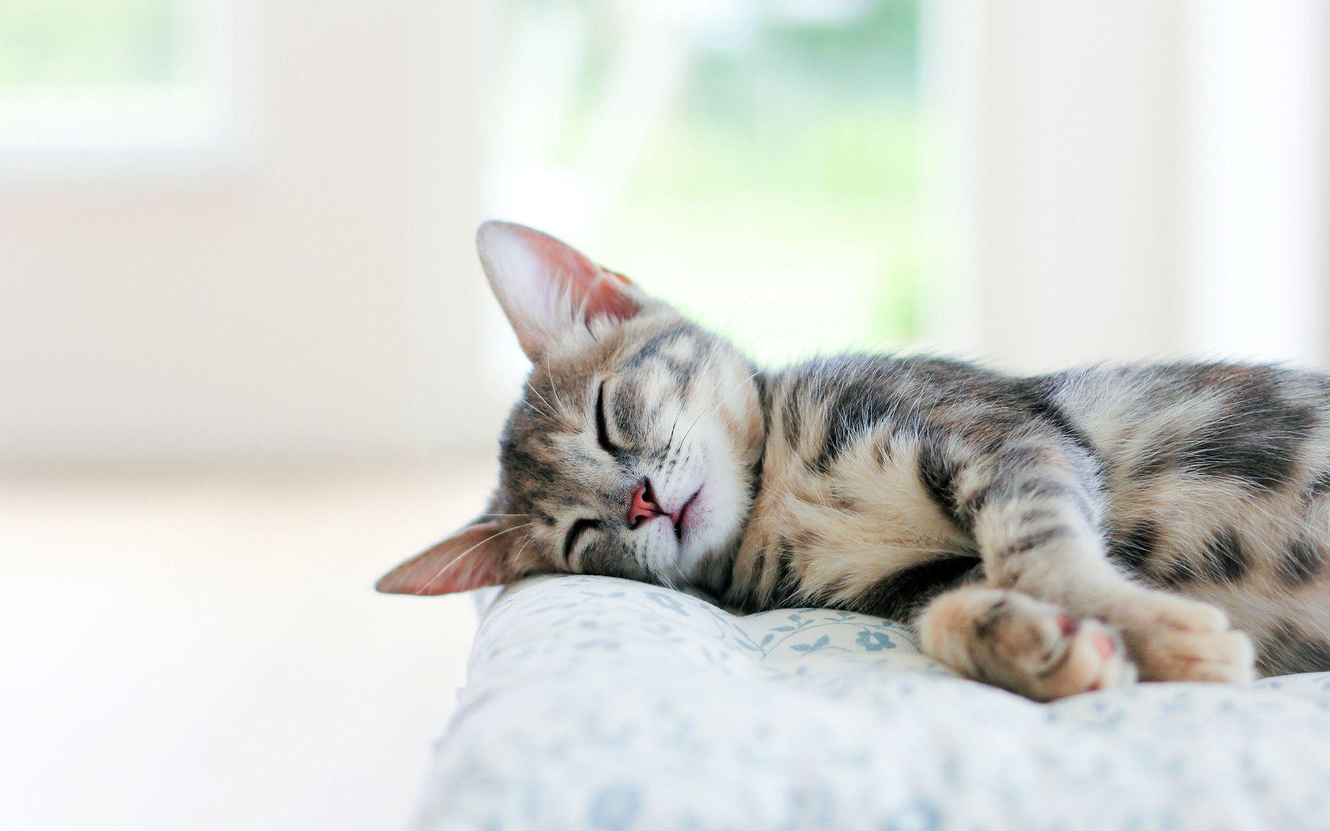 Sleeping Cat Wallpapers