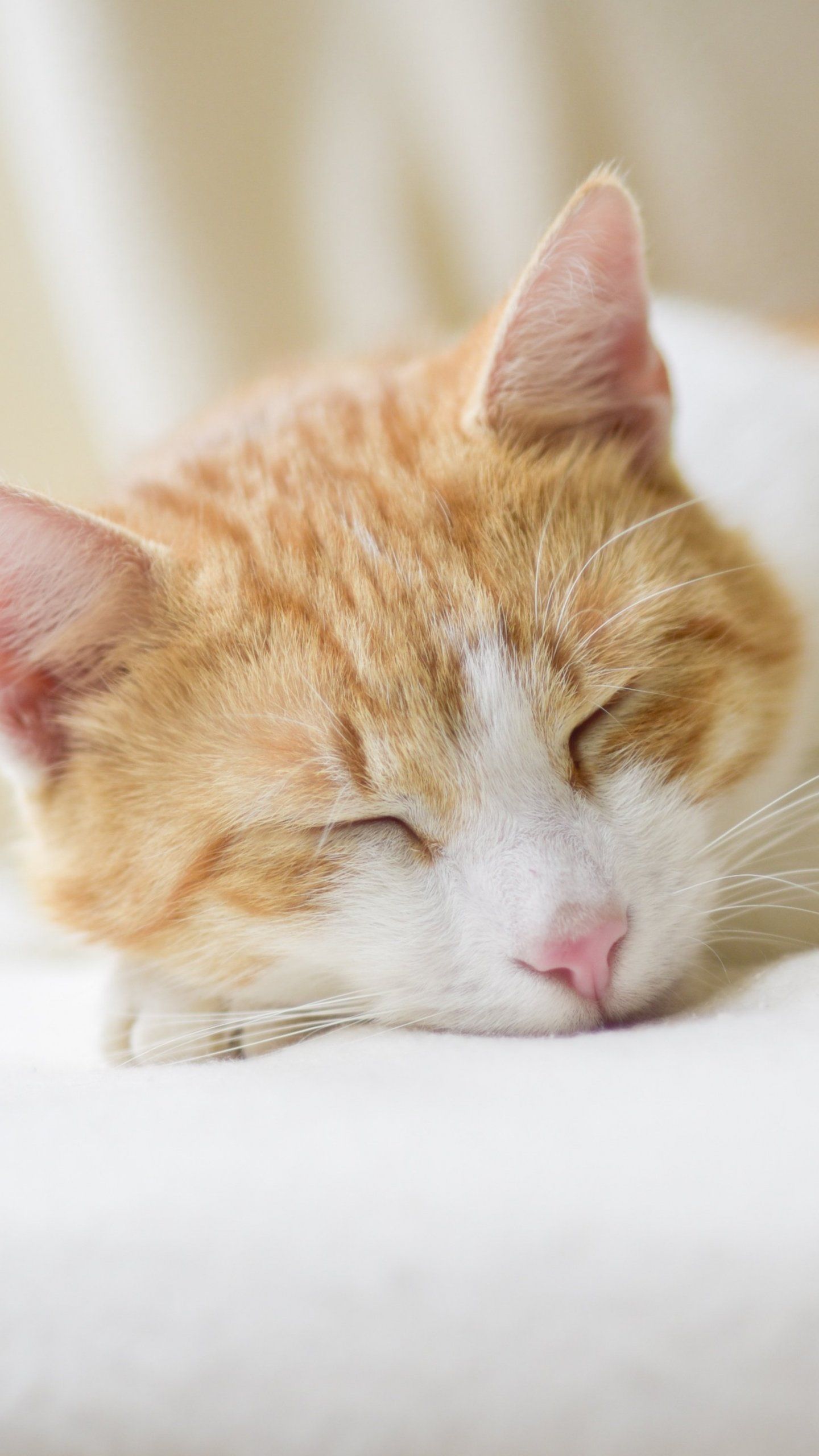 Sleeping Cat Wallpapers