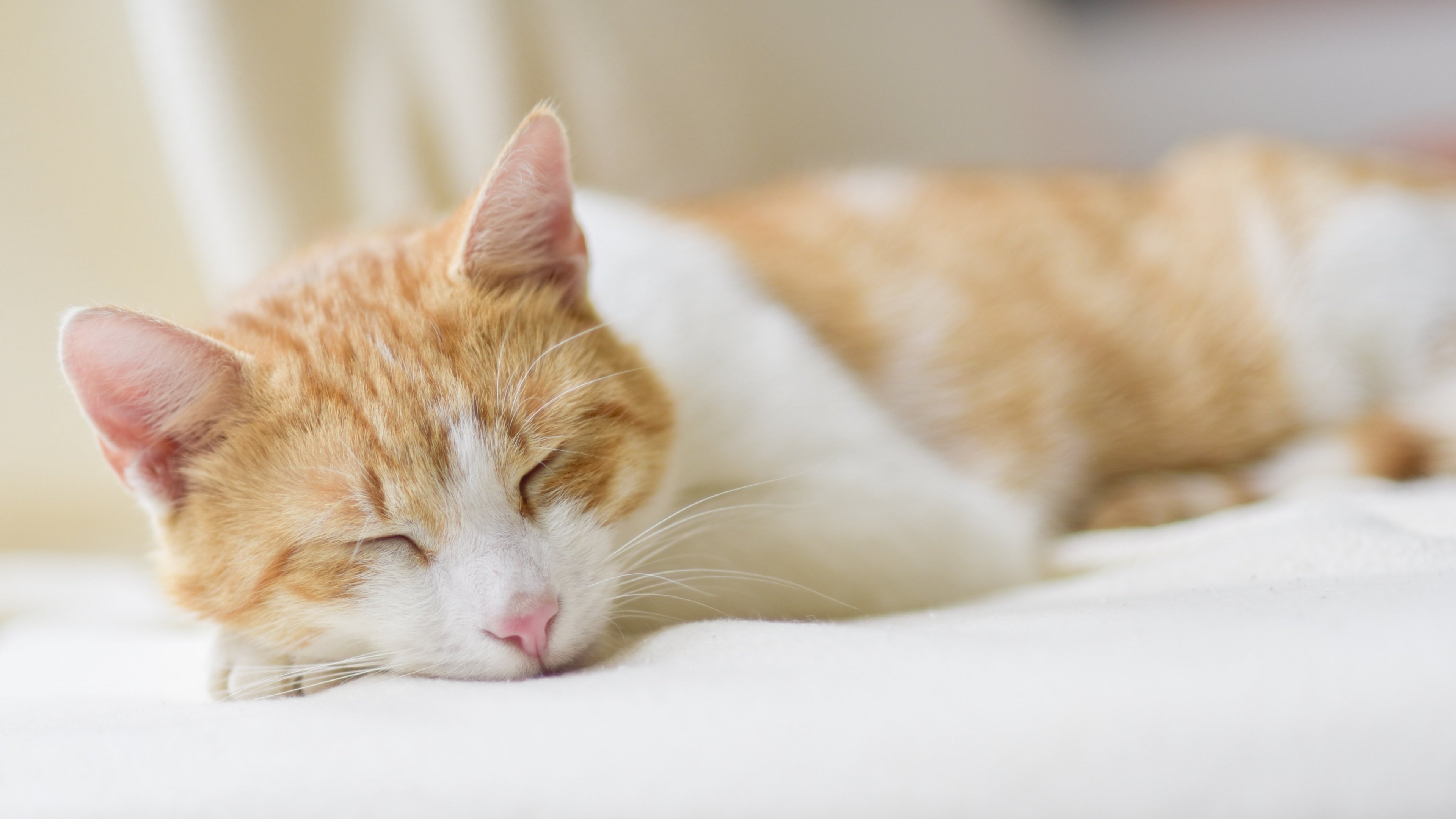 Sleeping Cat Wallpapers