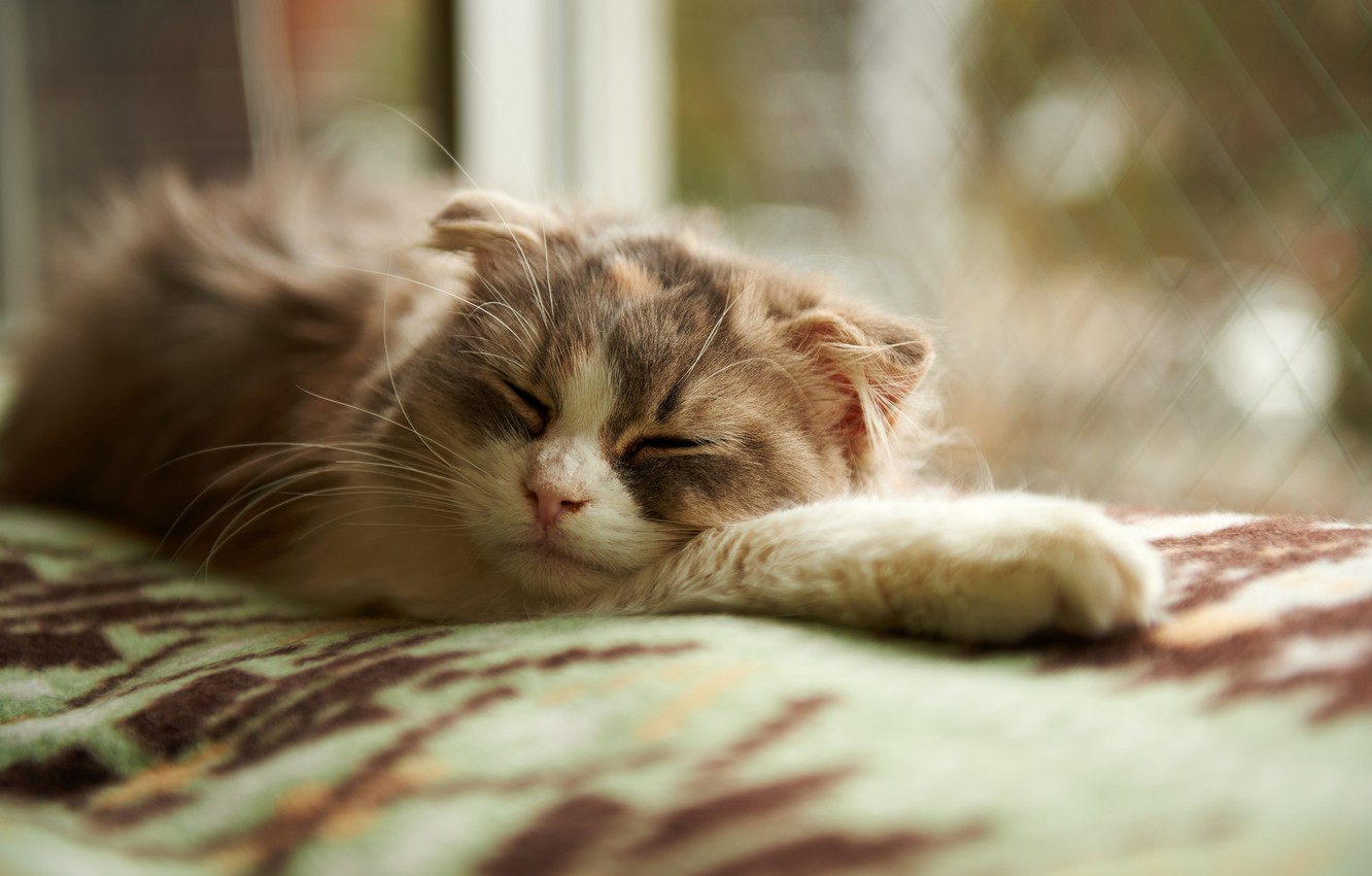 Sleeping Cat Wallpapers