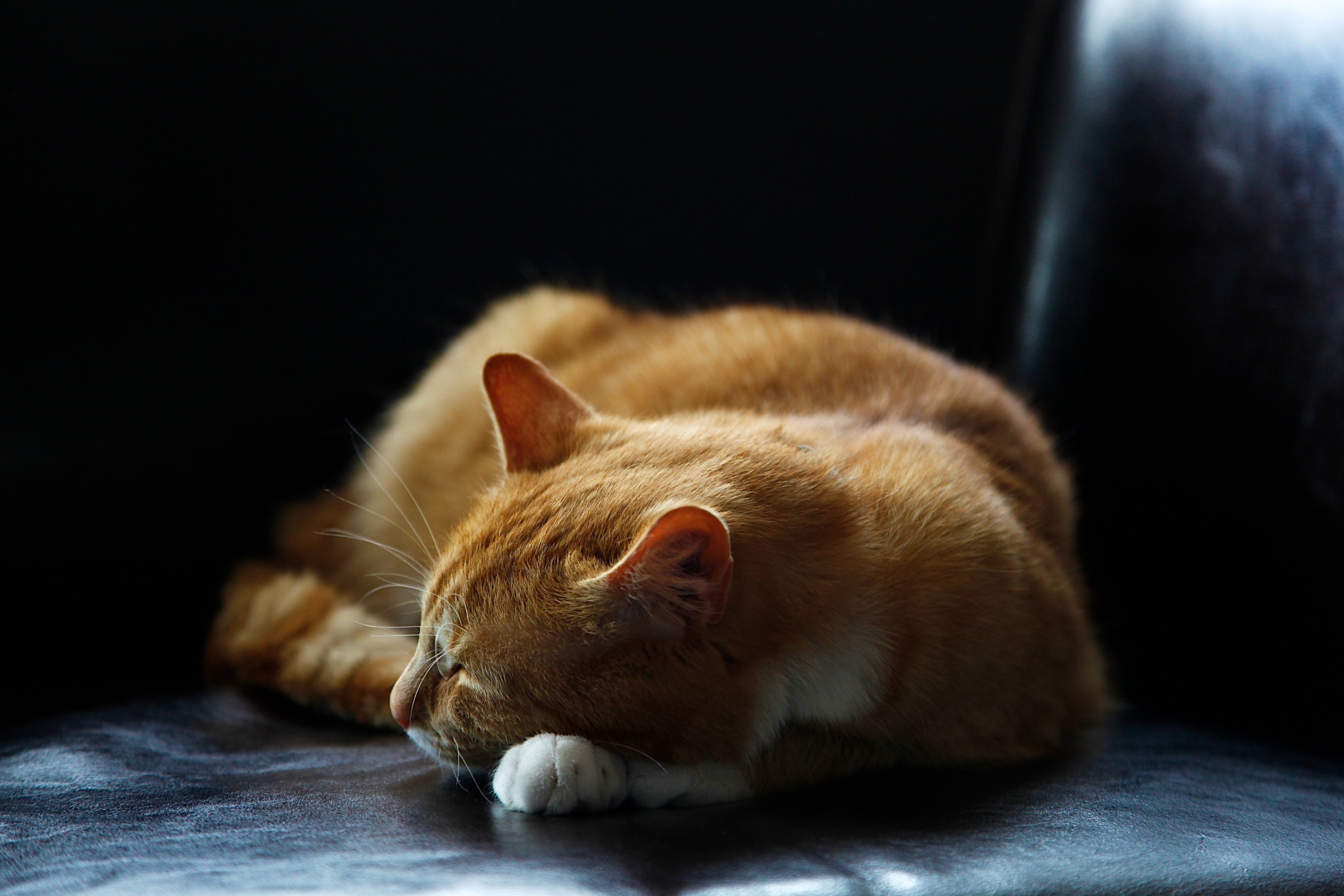 Sleeping Cat Wallpapers