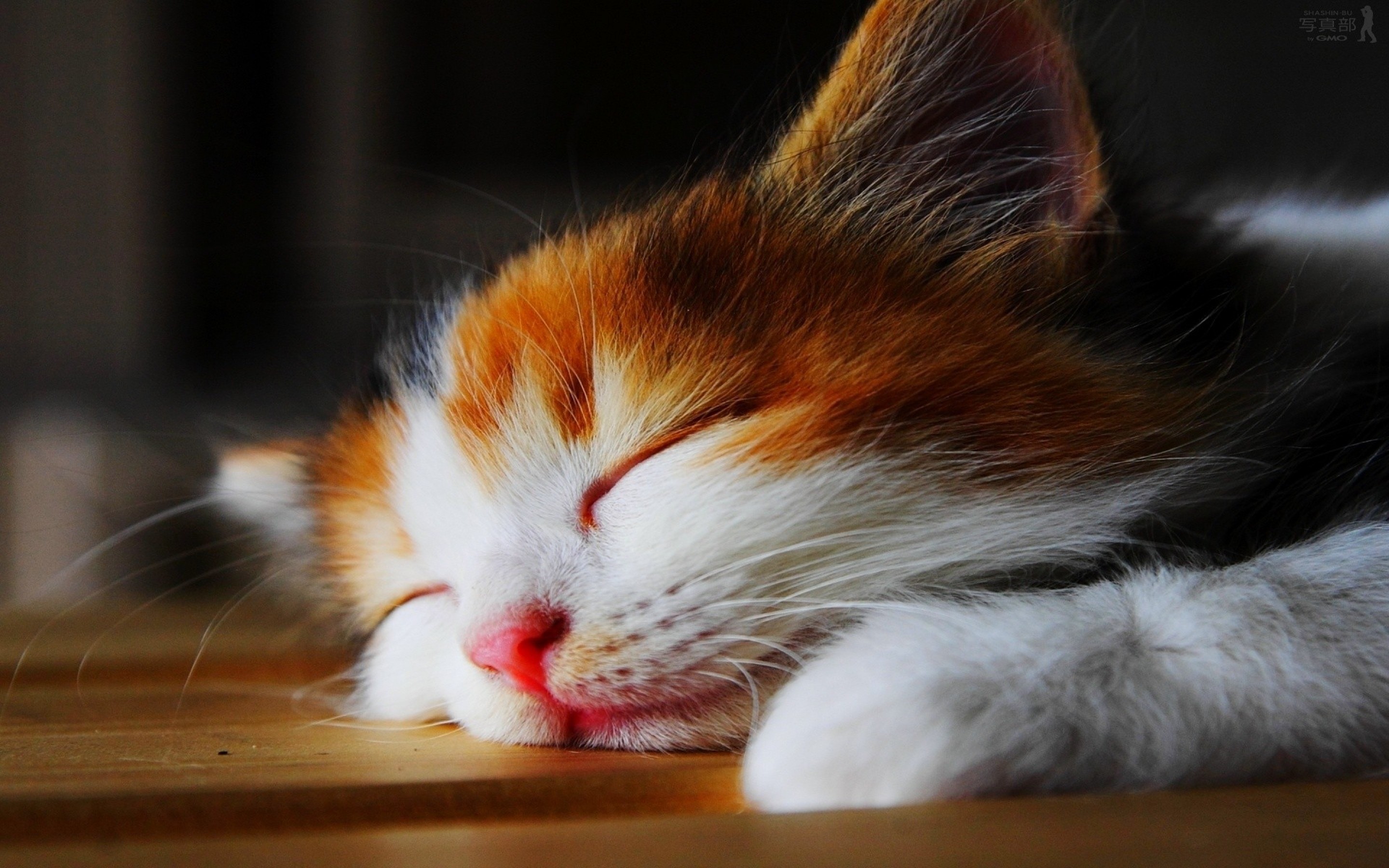 Sleeping Cat Wallpapers