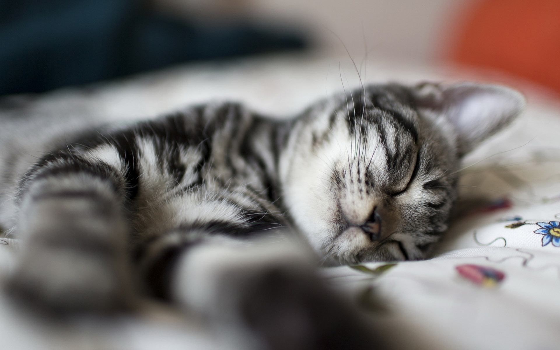 Sleeping Cat Wallpapers