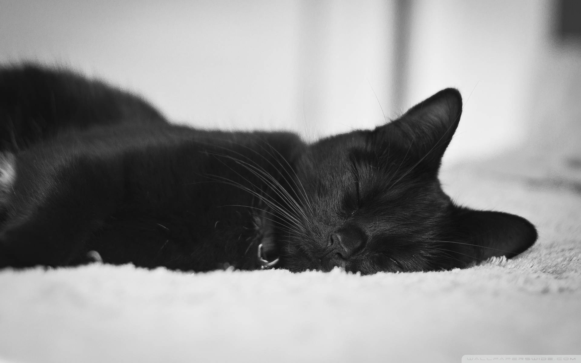 Sleeping Cat Wallpapers