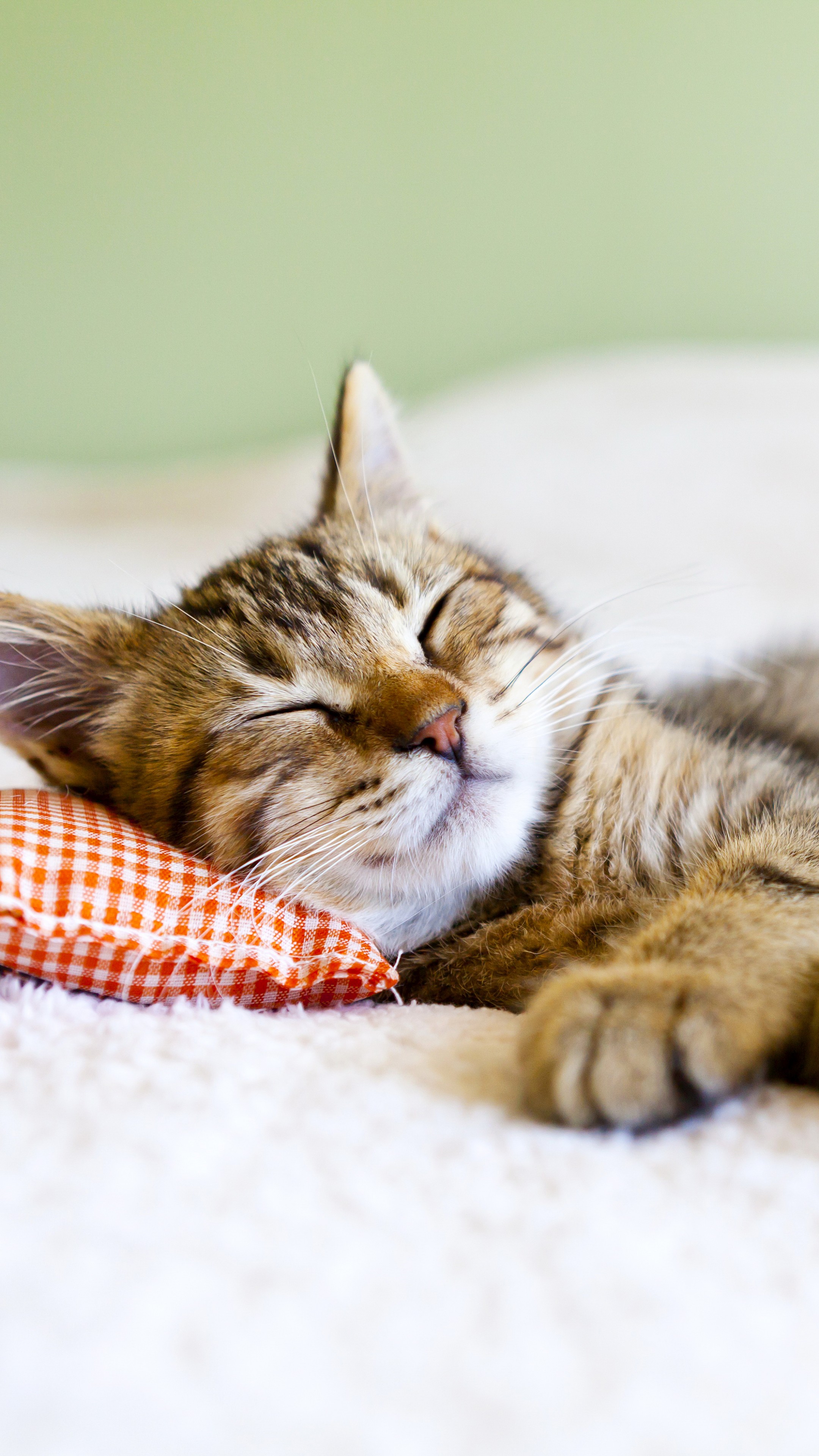 Sleeping Cat Wallpapers