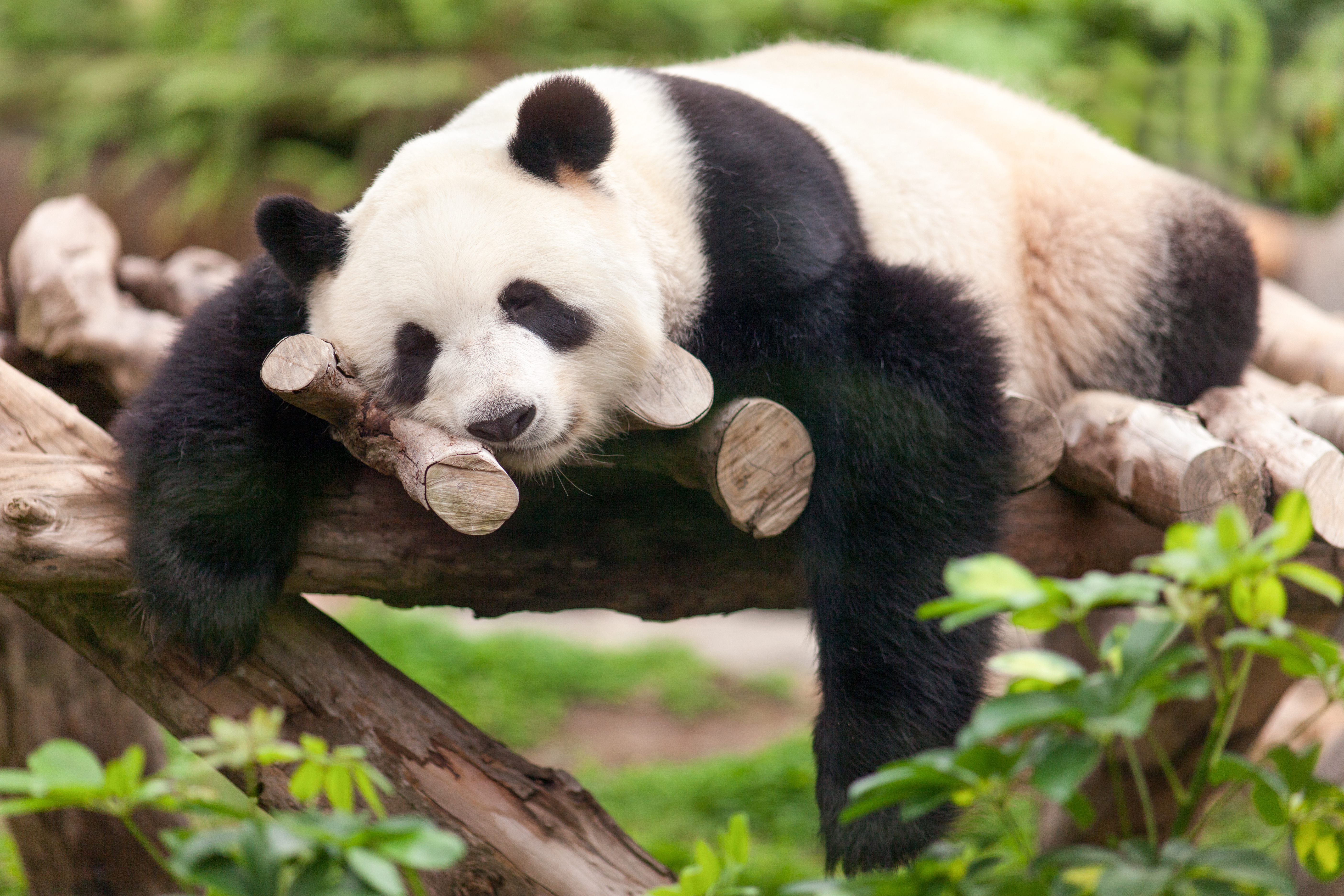 Sleepy Panda Wallpapers