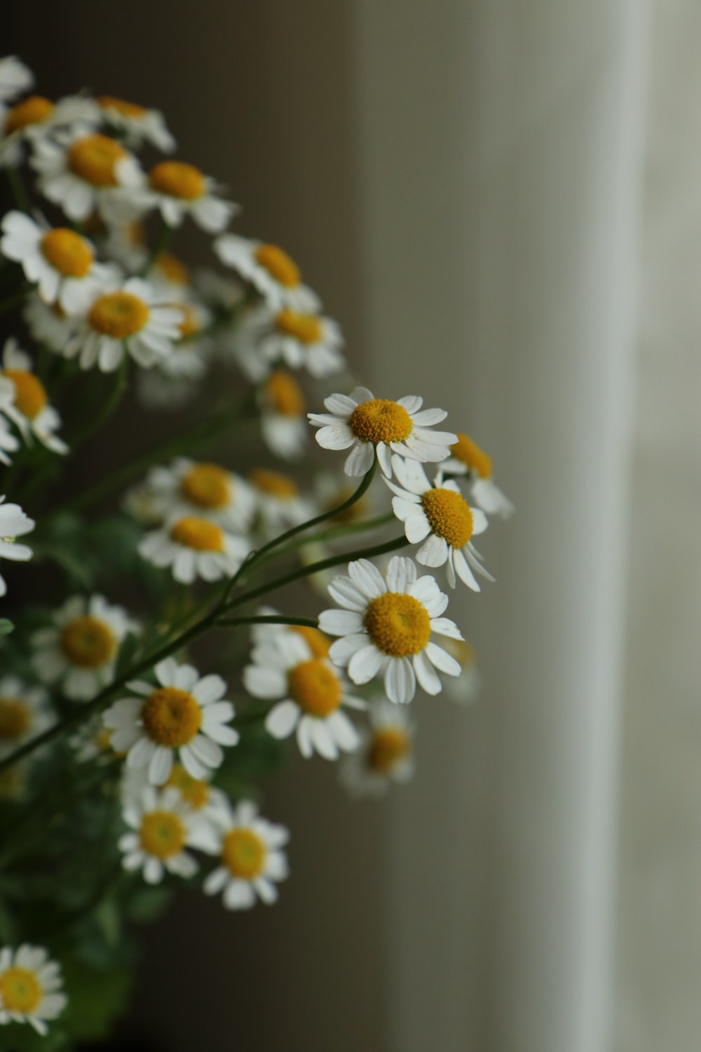 Small Flower Wallpapers