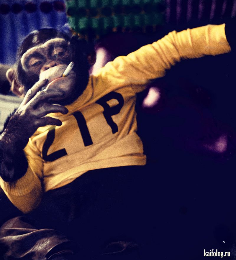 Smoking Monkey Wallpapers