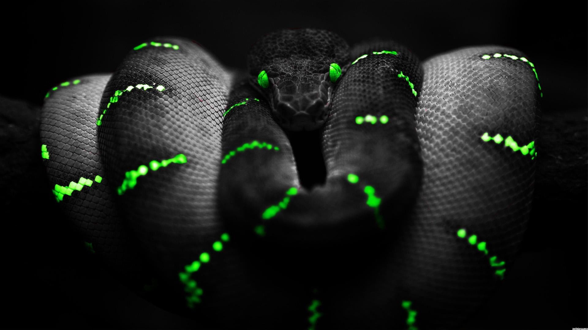 Snake 4K Wallpapers