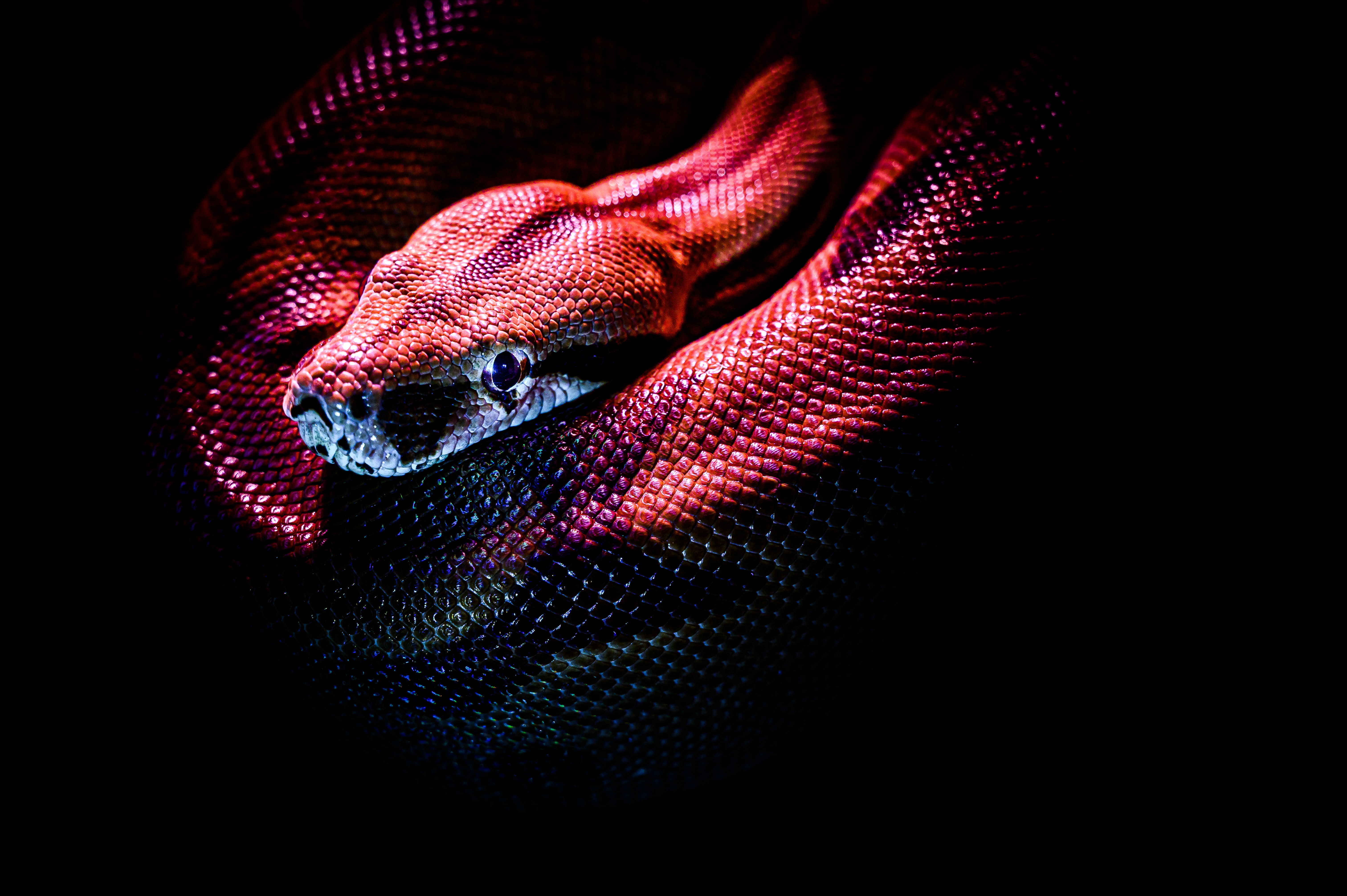 Snake 4K Wallpapers