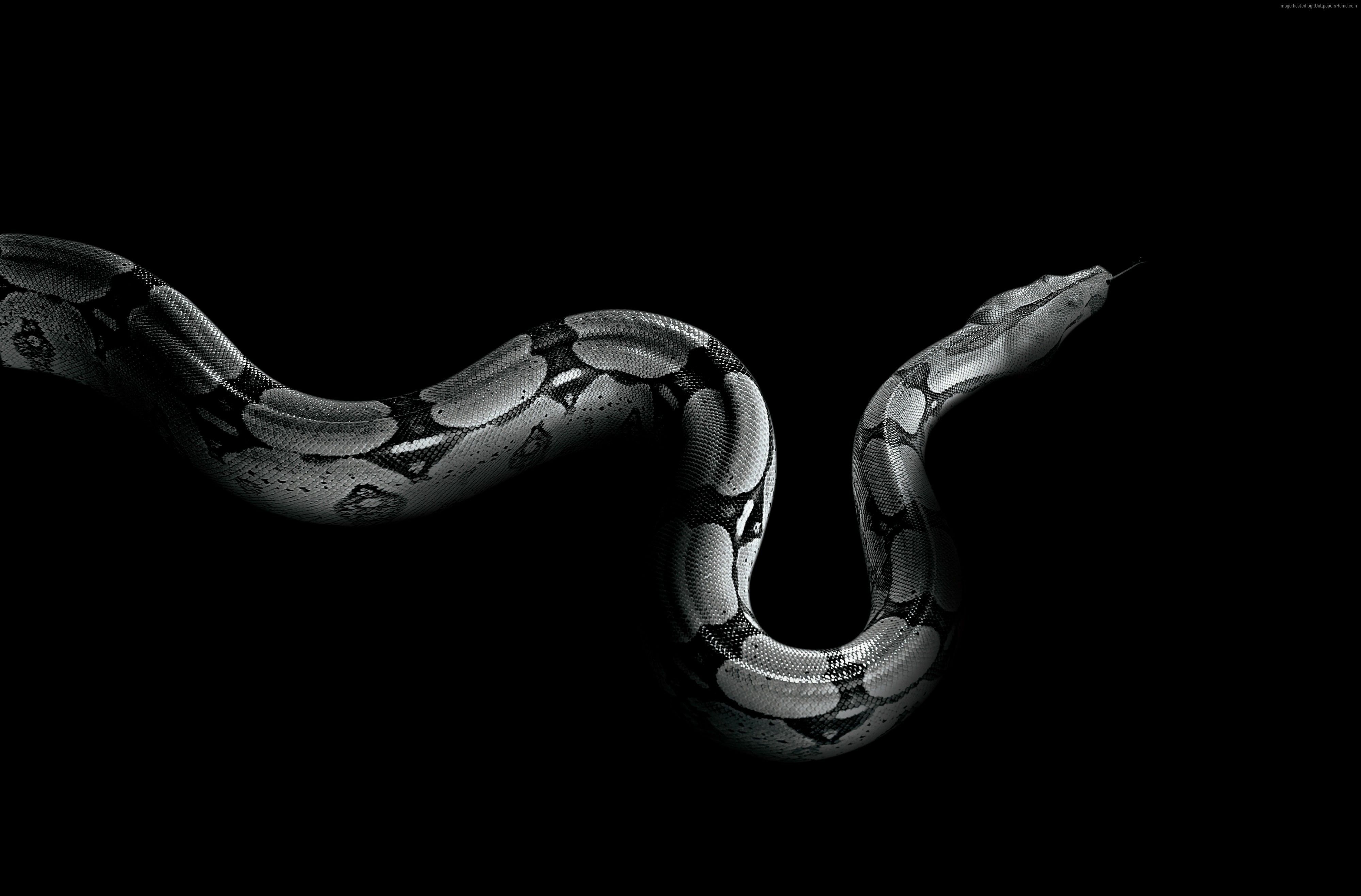 Snake 4K Wallpapers