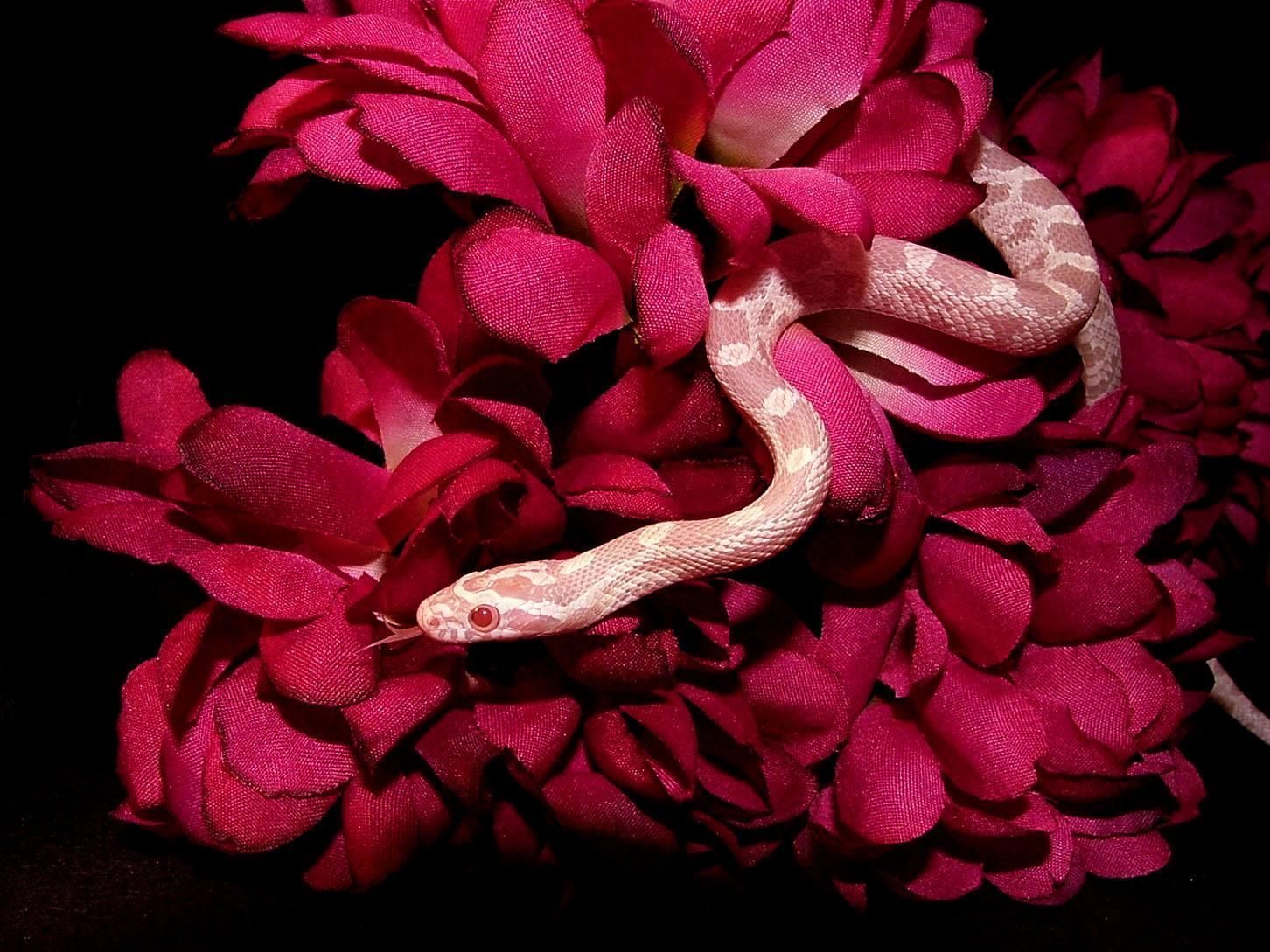 Snake And Rose Wallpapers