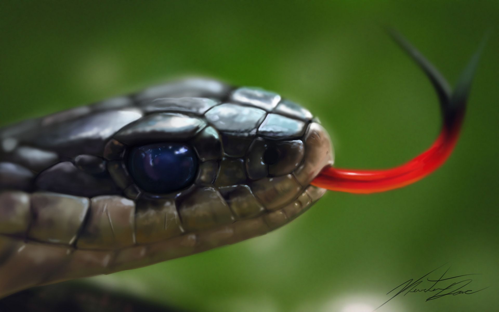 Snake Head Images Wallpapers