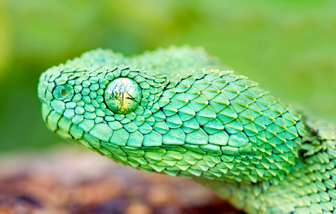 Snake Head Images Wallpapers