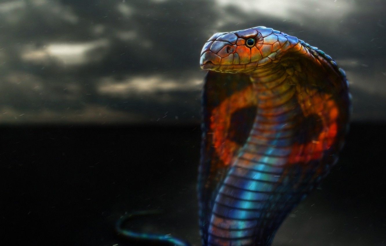 Snake Head Images Wallpapers