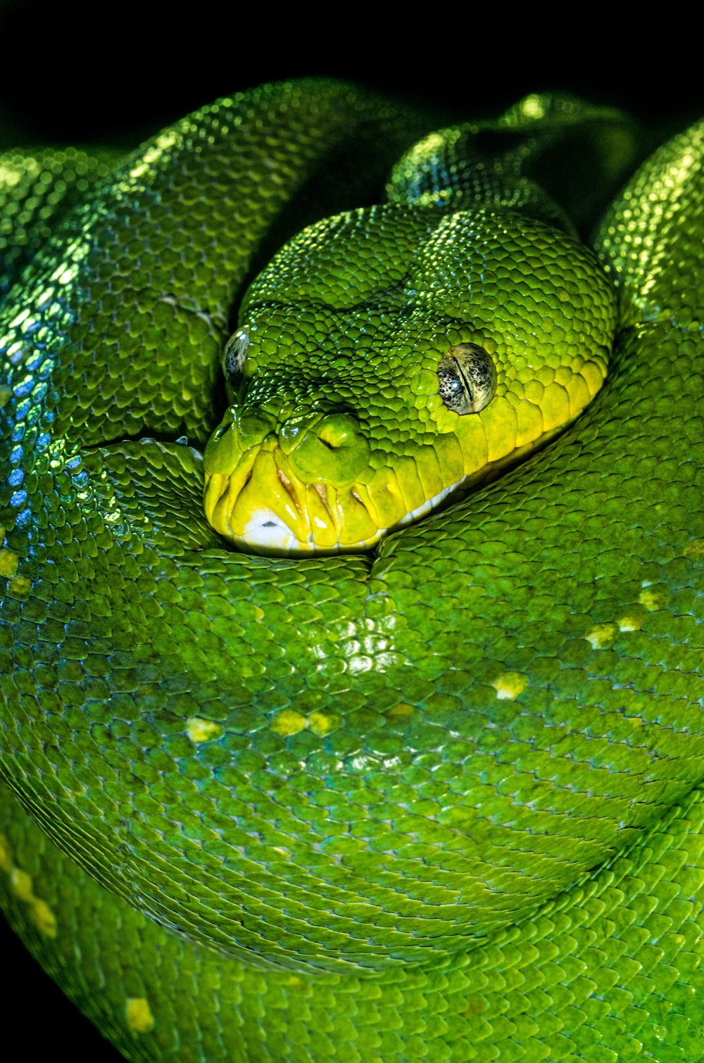 Snake Head Images Wallpapers