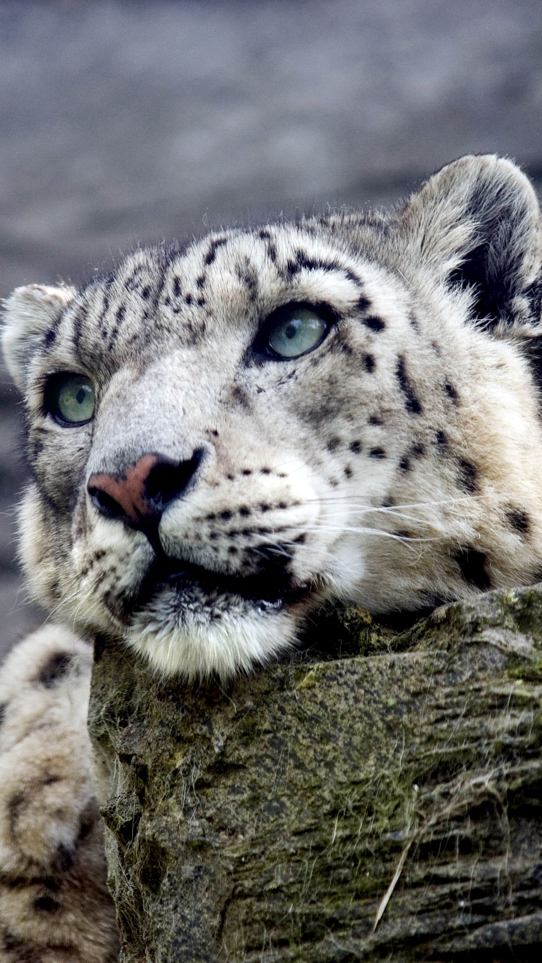 Snow Leopard Iphone Wallpapers