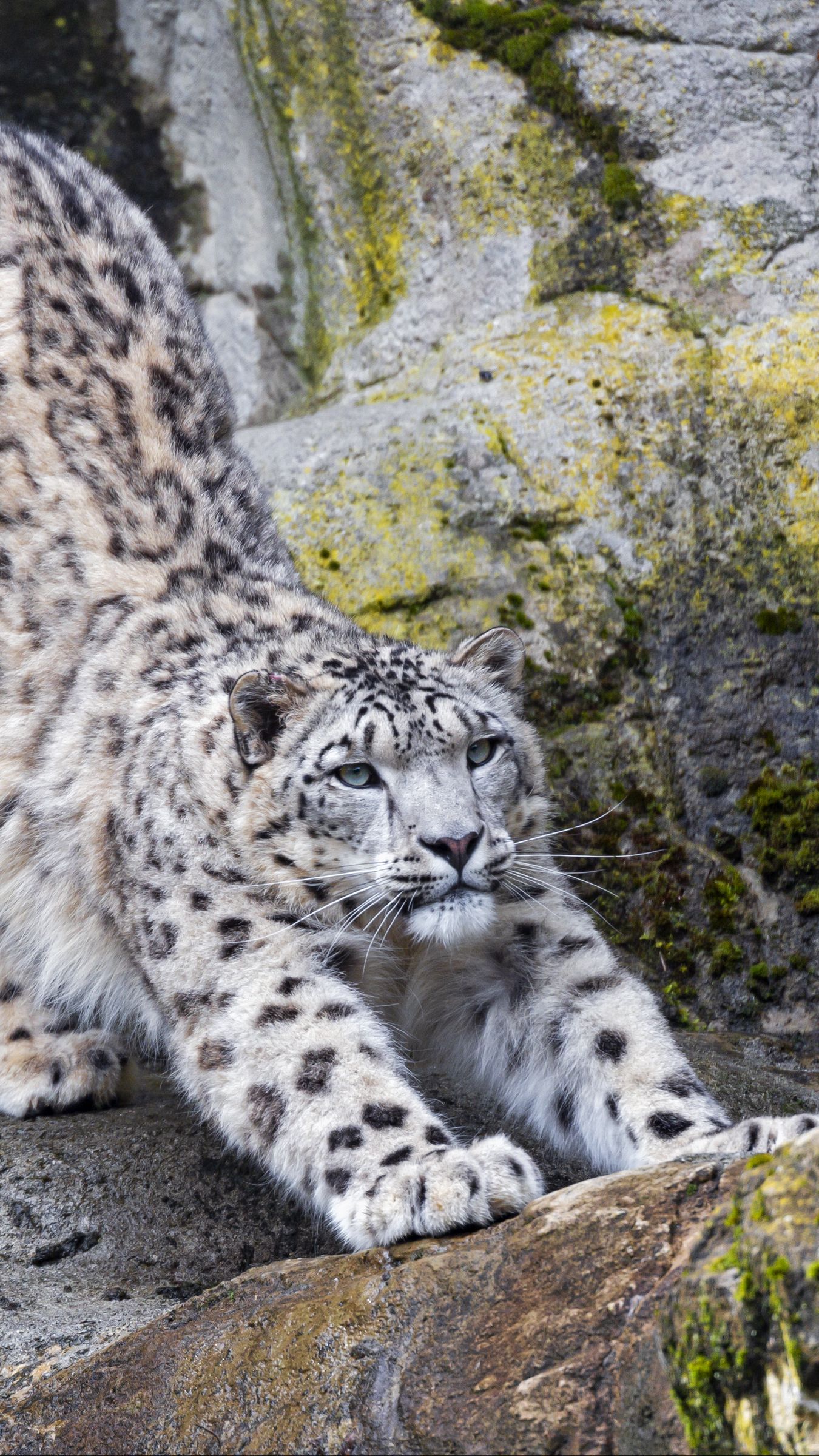 Snow Leopard Iphone Wallpapers