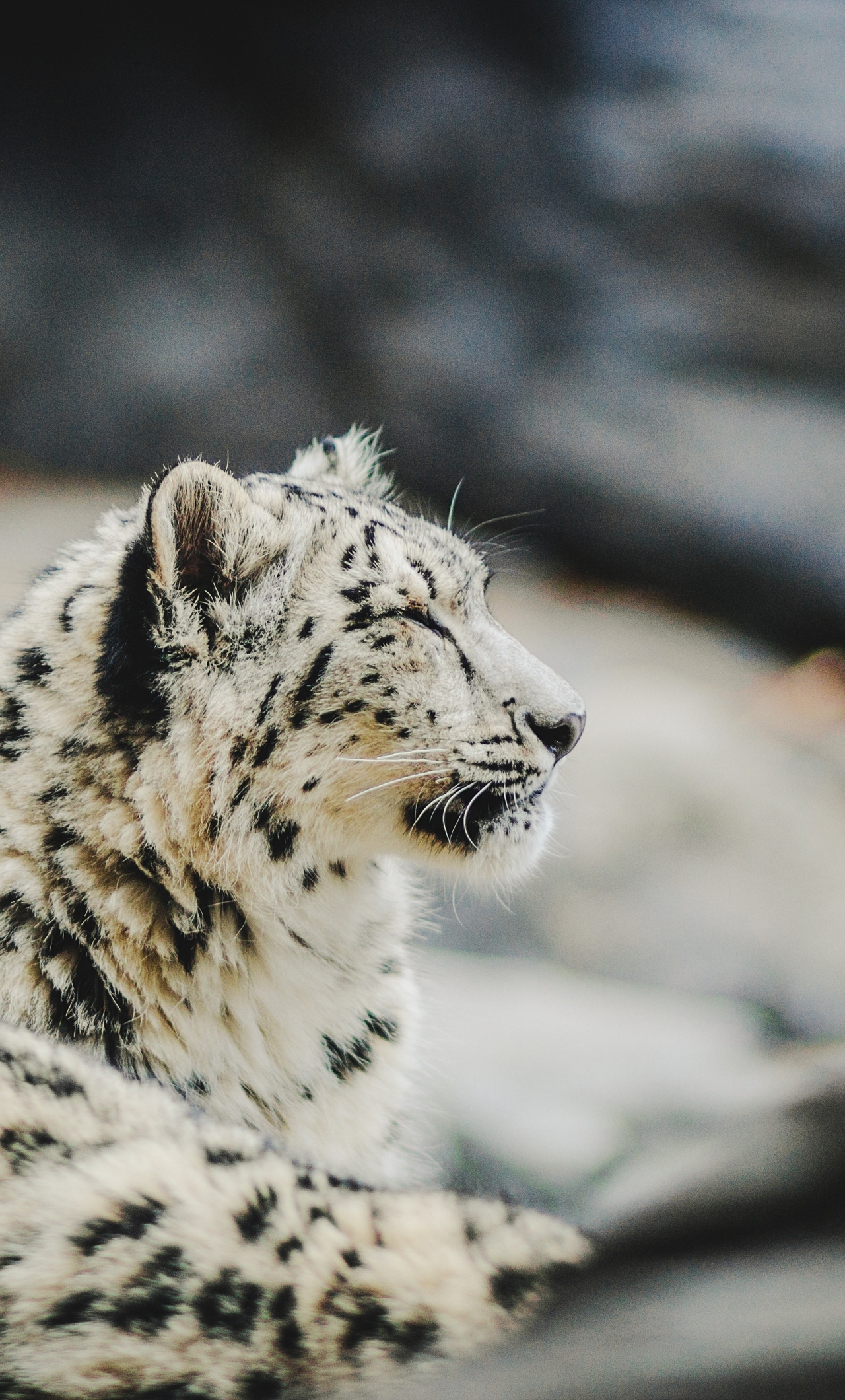 Snow Leopard Iphone Wallpapers