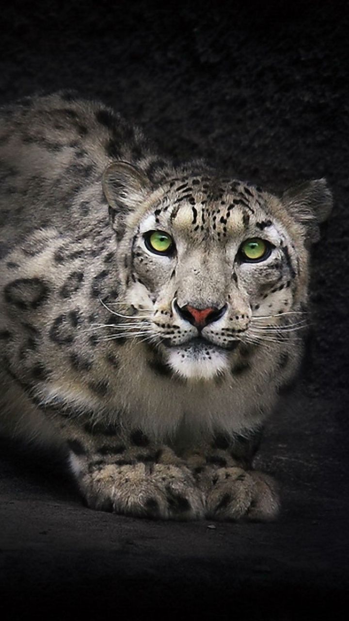 Snow Leopard Iphone Wallpapers