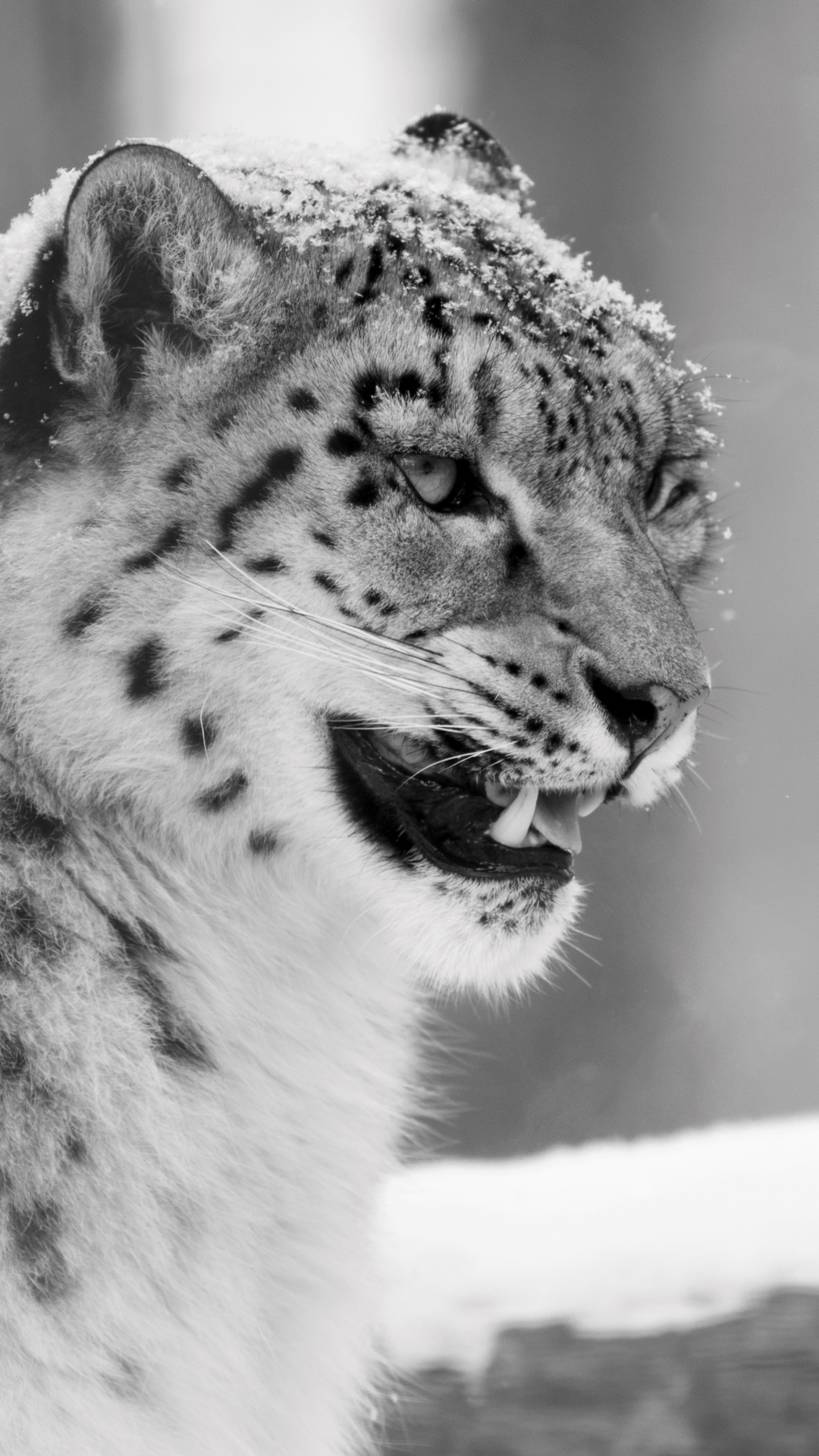 Snow Leopard Iphone Wallpapers