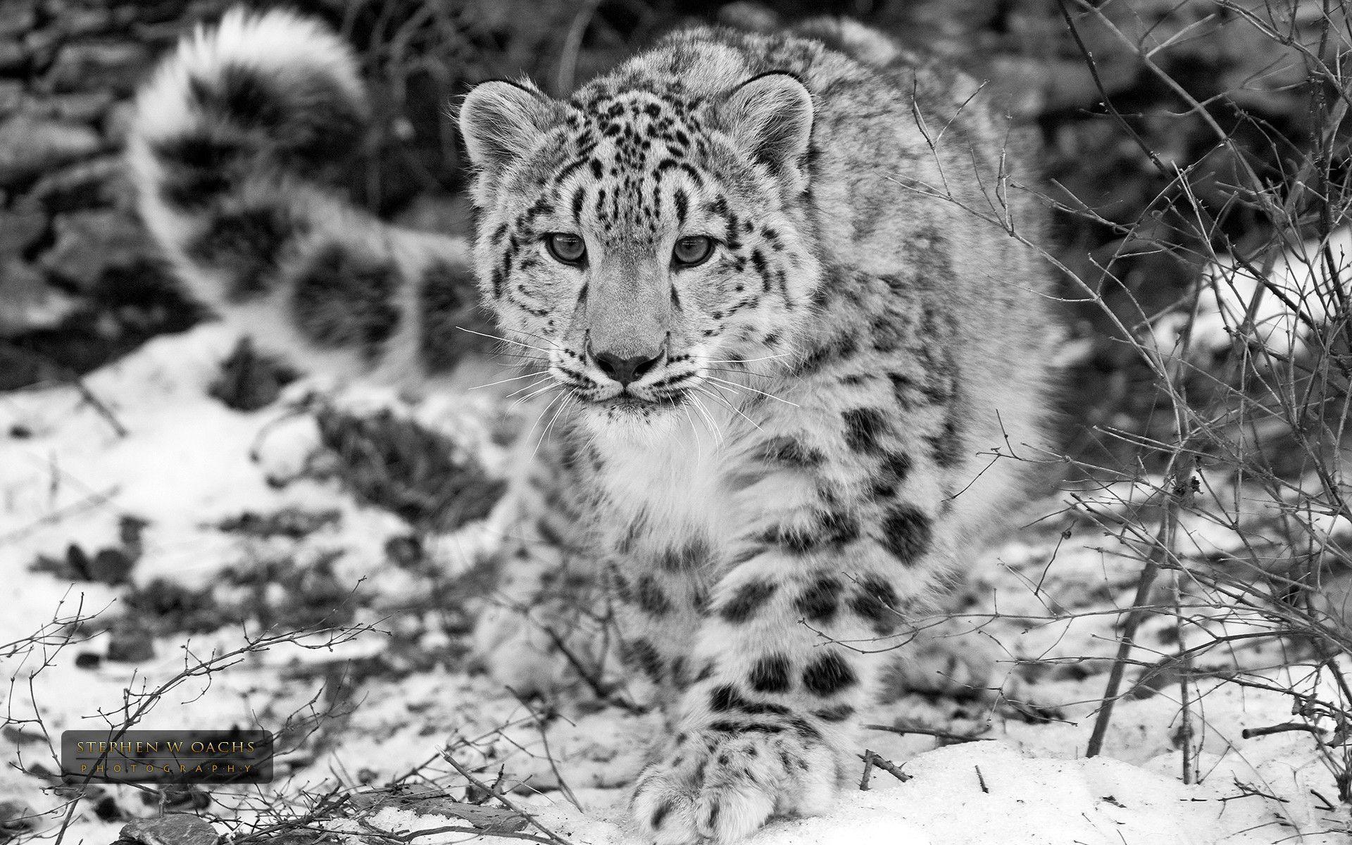 Snow Leopard Print Wallpapers