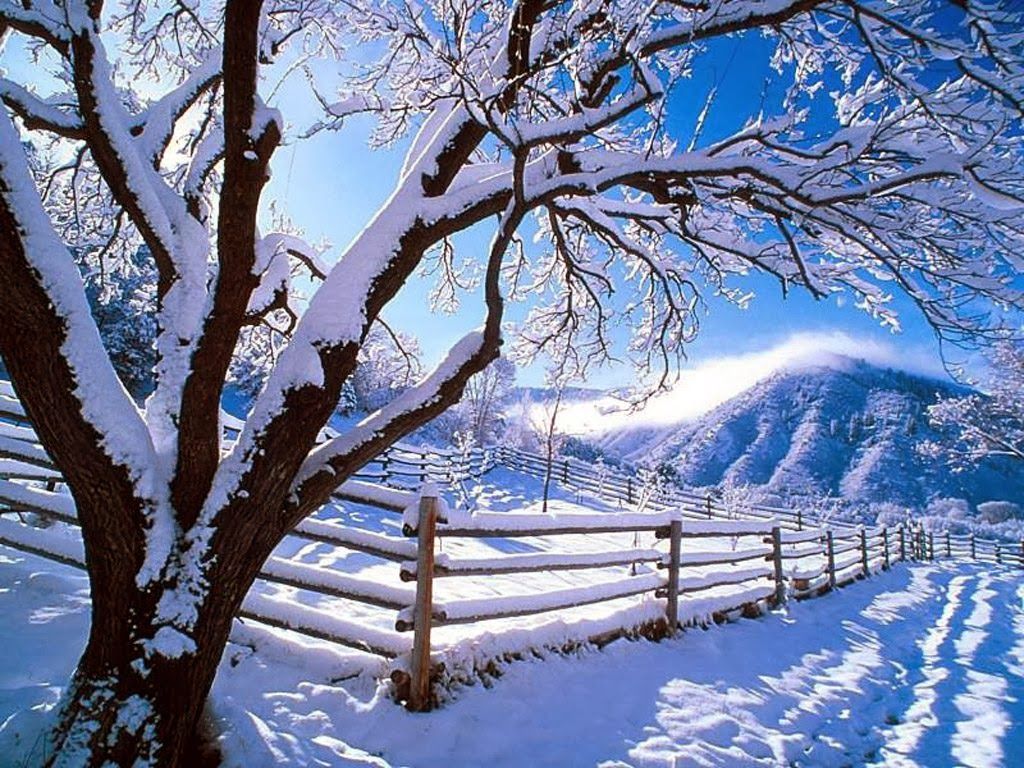 Snow Scene Wallpapers